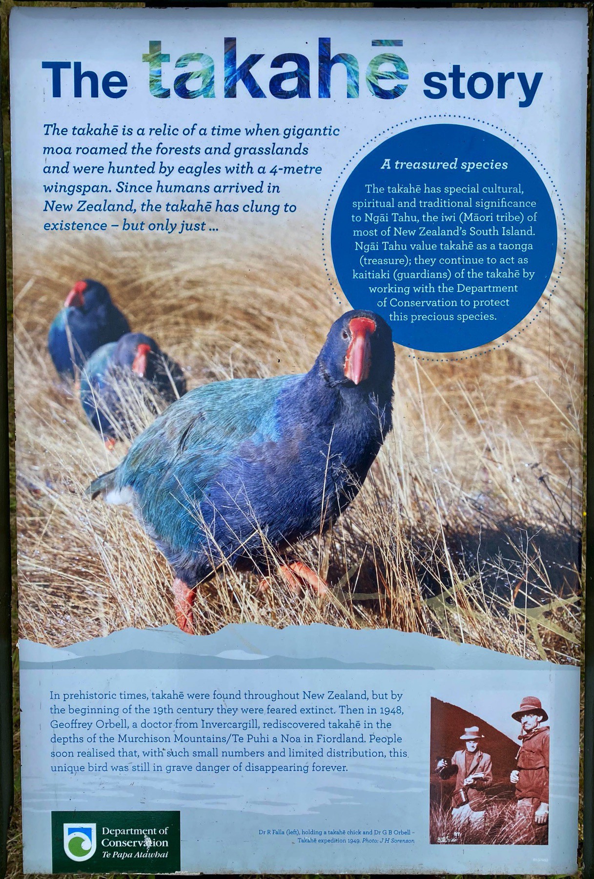 Further information about takahē. 