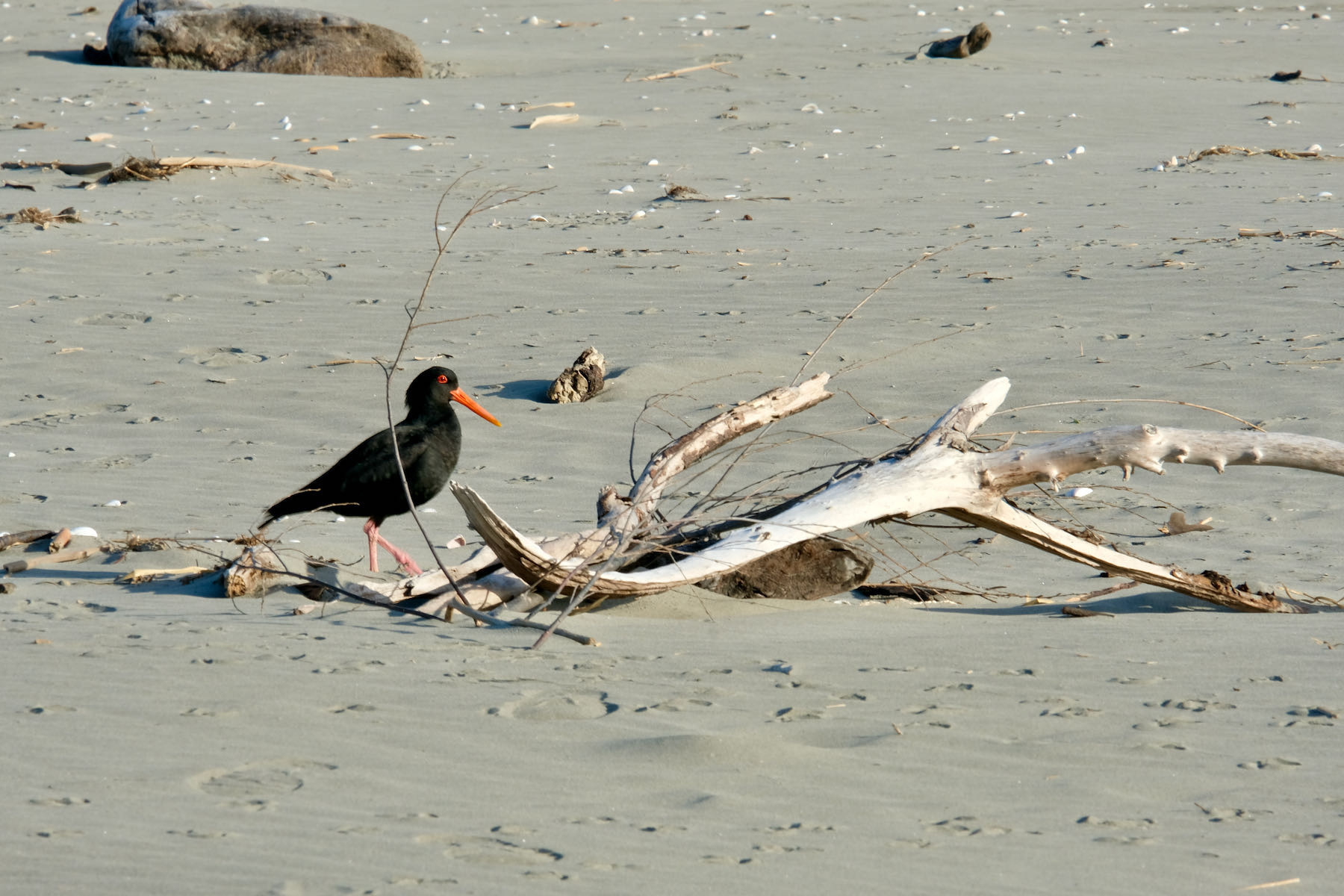 Black bird with orange bill and long legs: Variable Oystercatcher. 