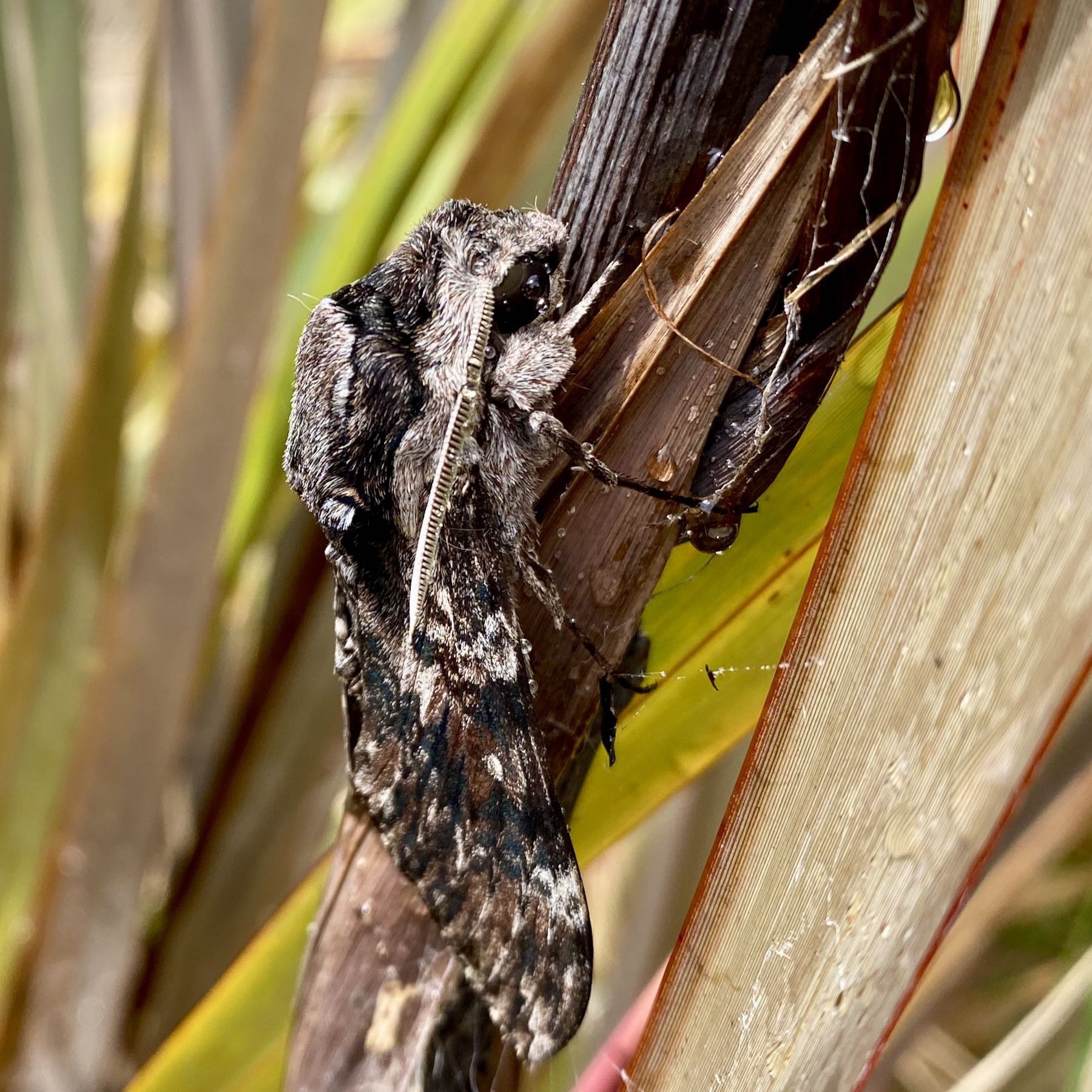 Large grey moth with mottled wings. Side view. 