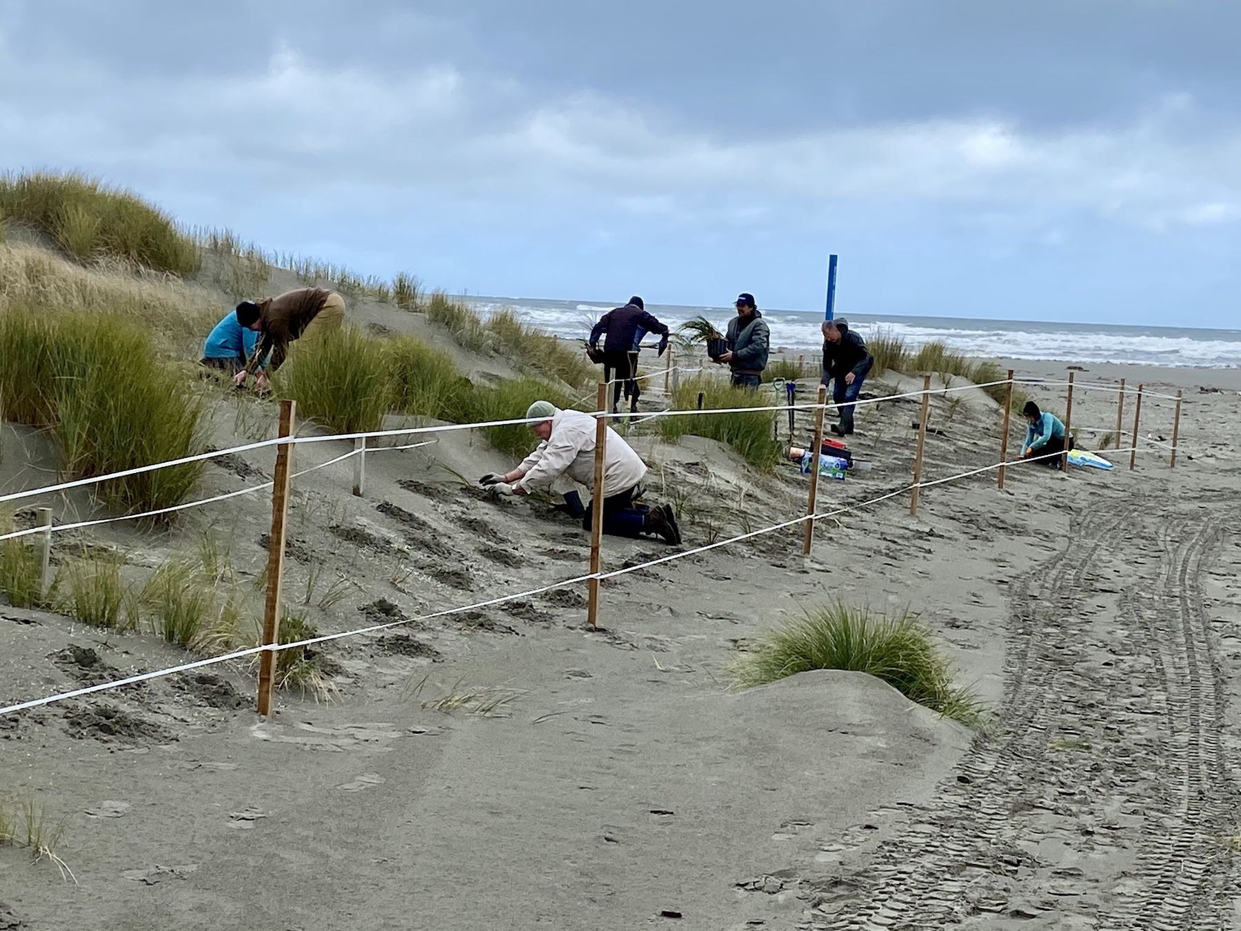 Seven people planting in the dunes. 
