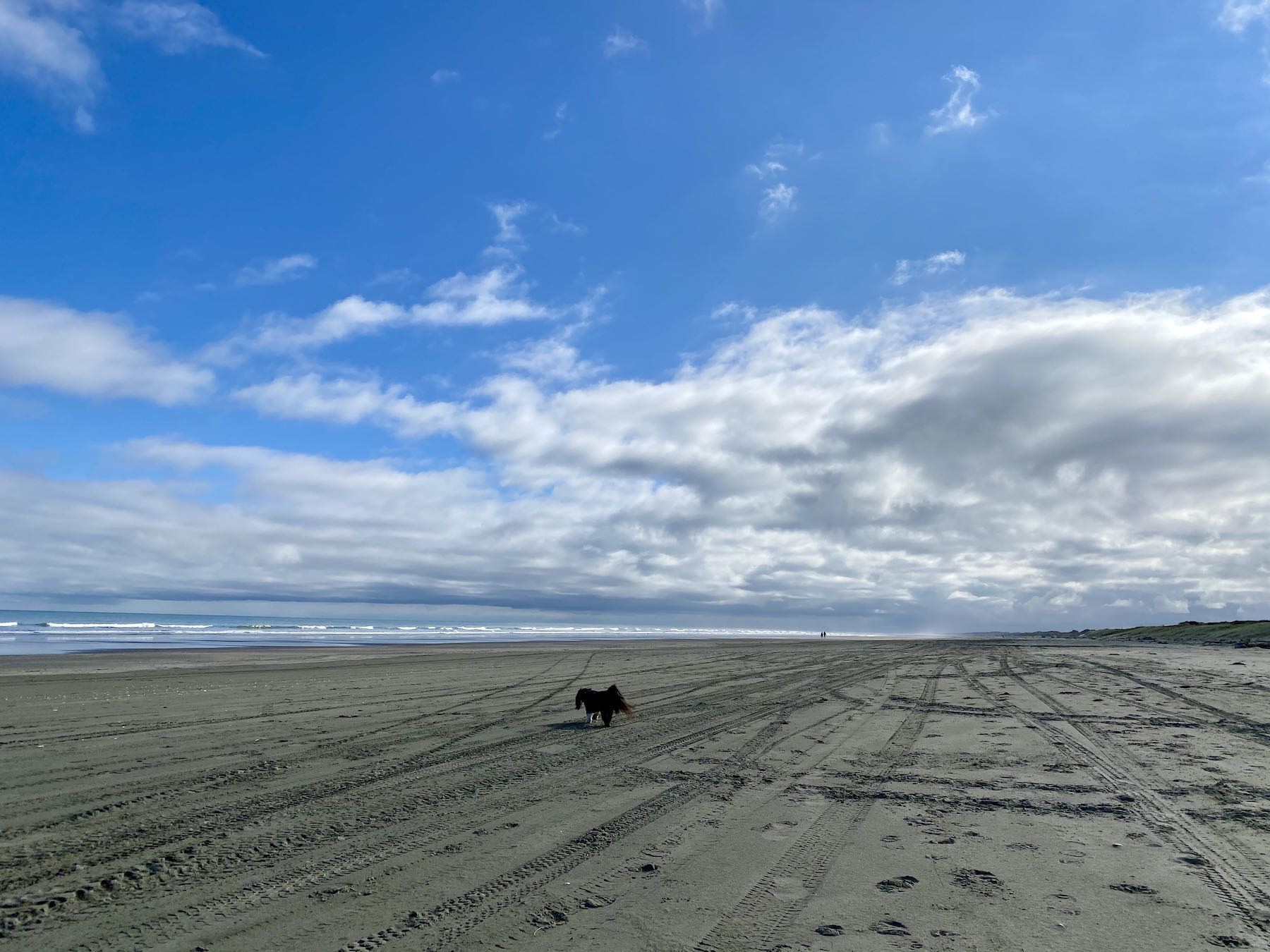 Looking north across an empty beach, with dog in foreground and a speck in the distance.