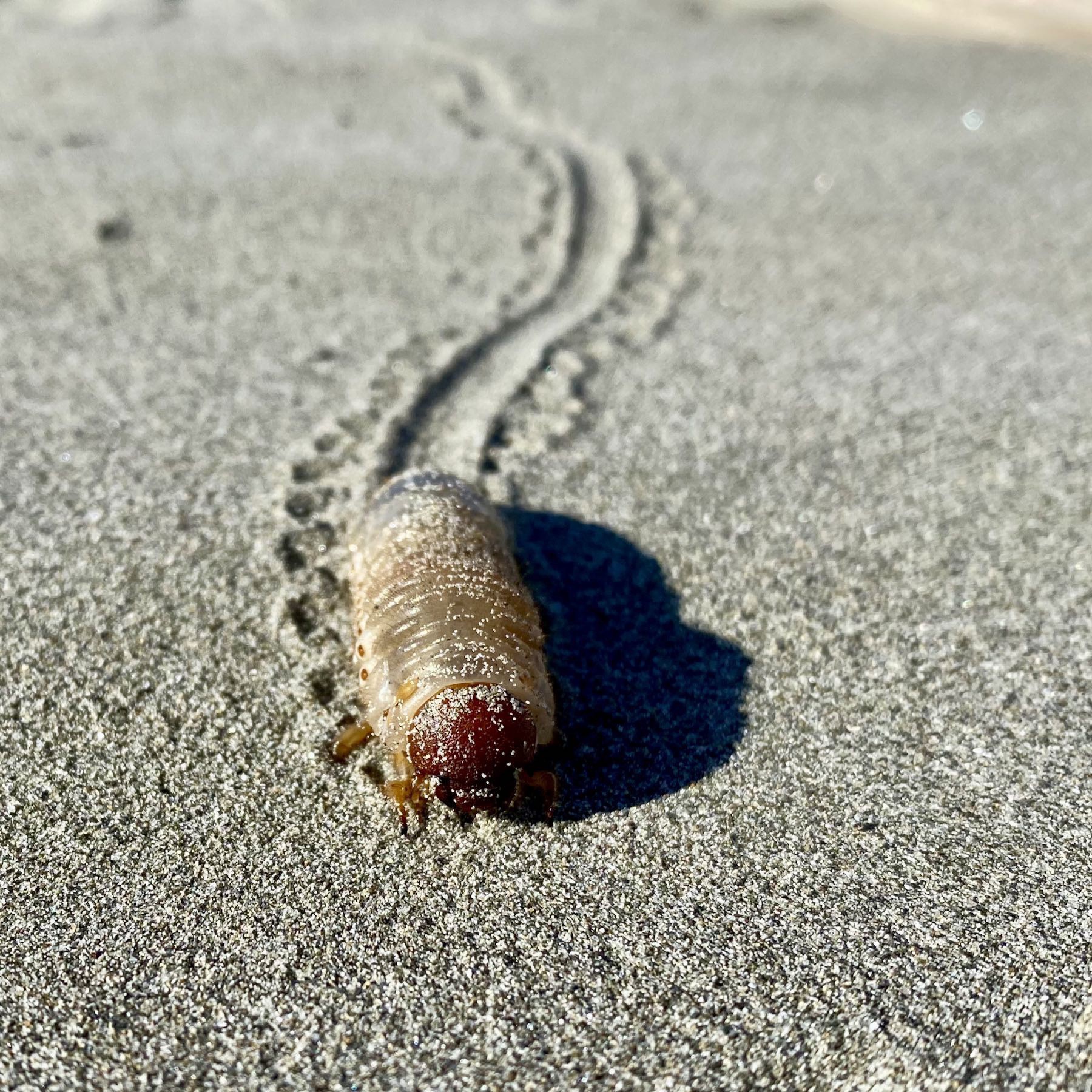 Larva, with distinctive tracks behind it. 