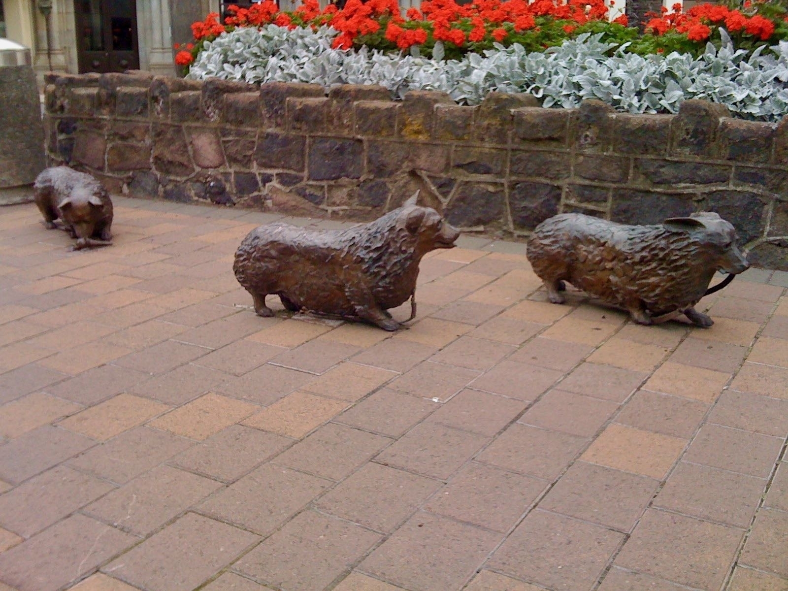 Sculpture of 3 perhaps bronze corgis walking along the street on their own. 