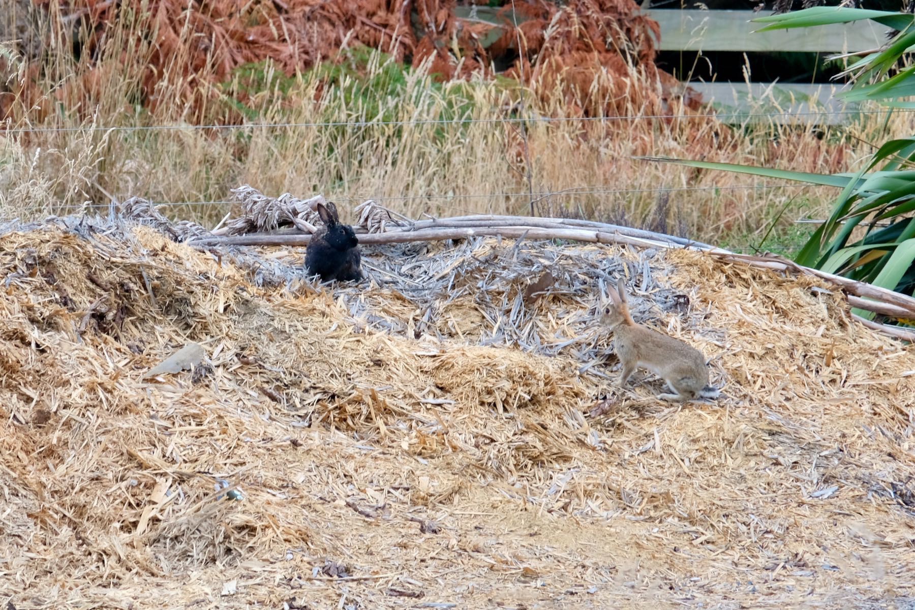 Black rabbit and grey rabbit on top of a pile of mulch. 