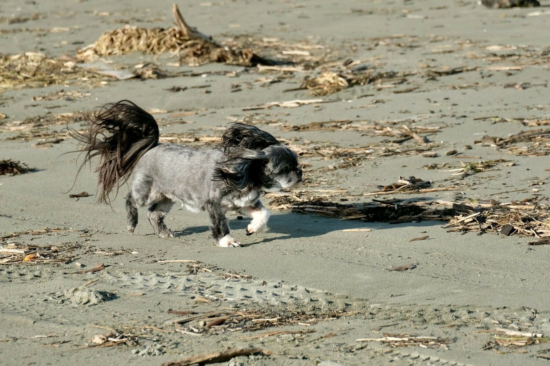 Small black dog running, with ears and tail flying. 