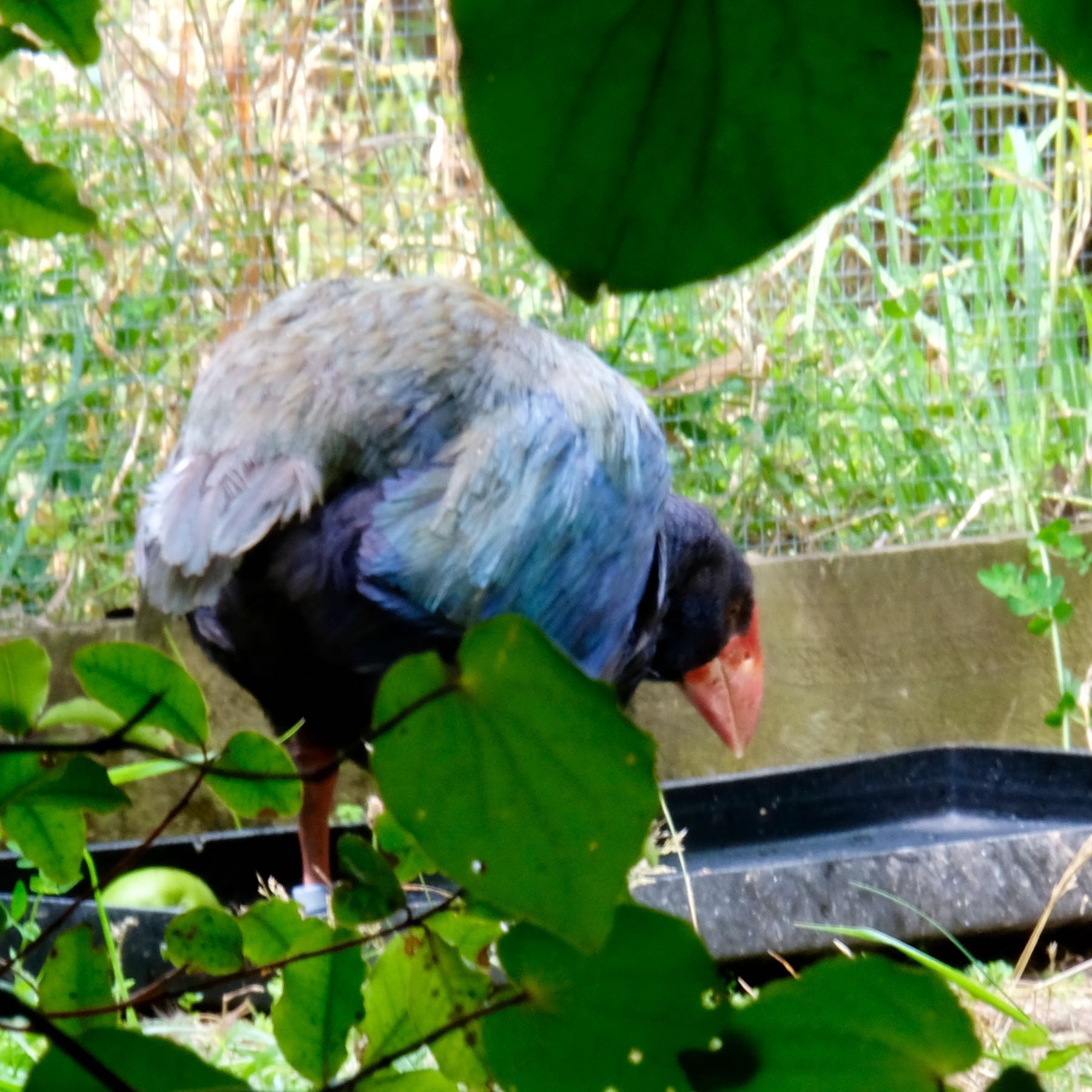 One takahē at a feeding station. 