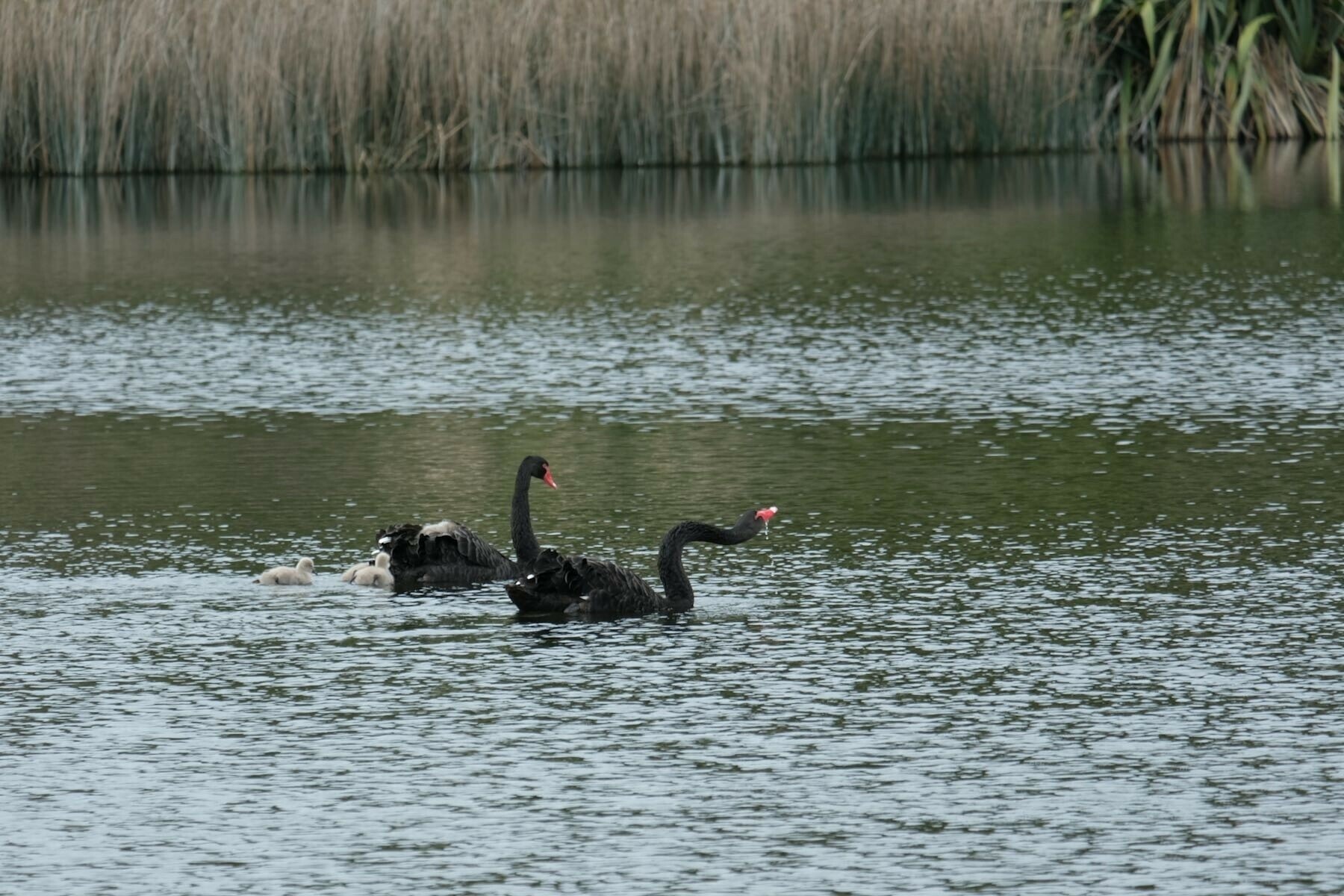 Male swan with bent neck, drinking, female and cygnets beside him. 