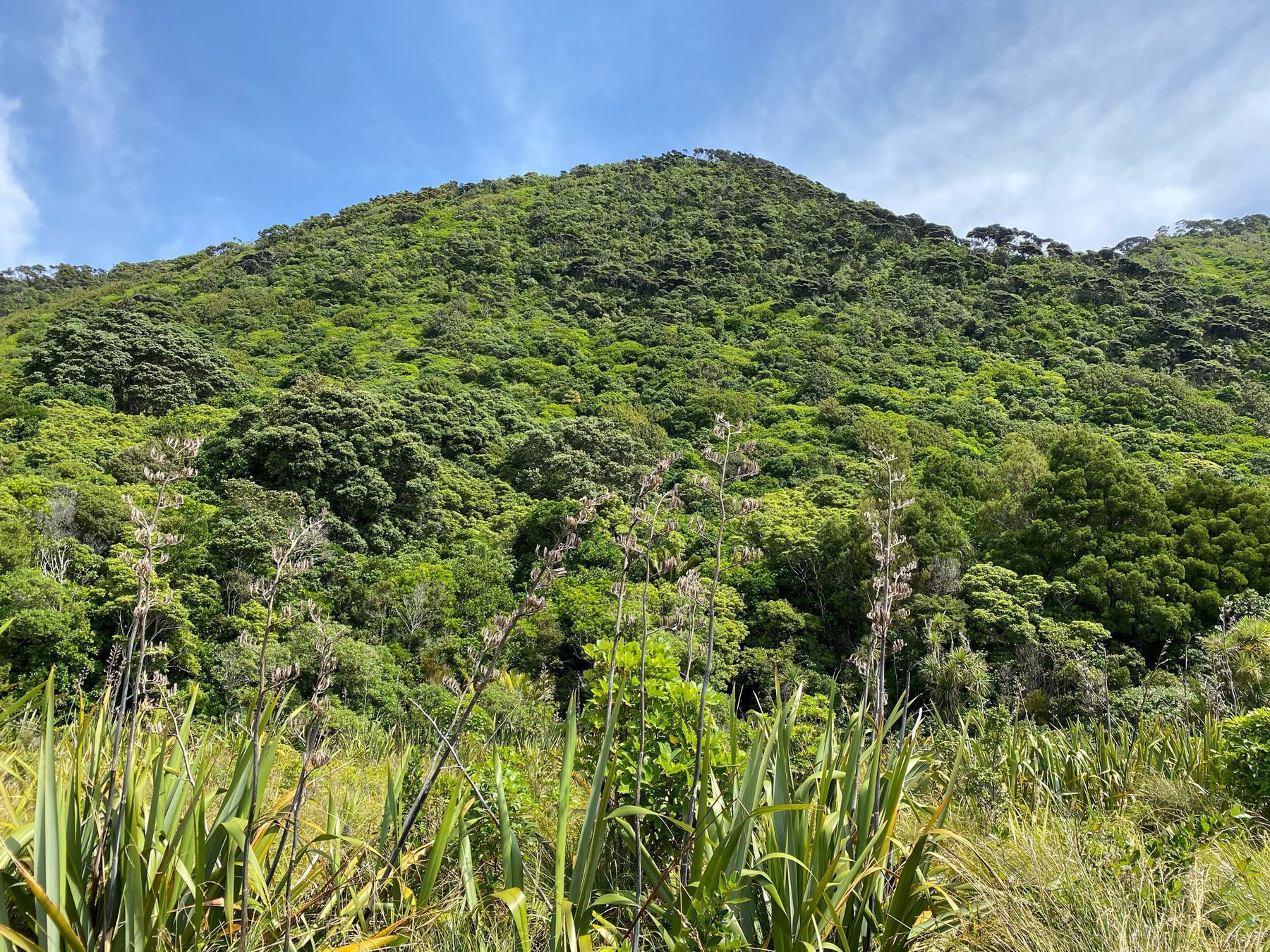 Bush clad hill. 