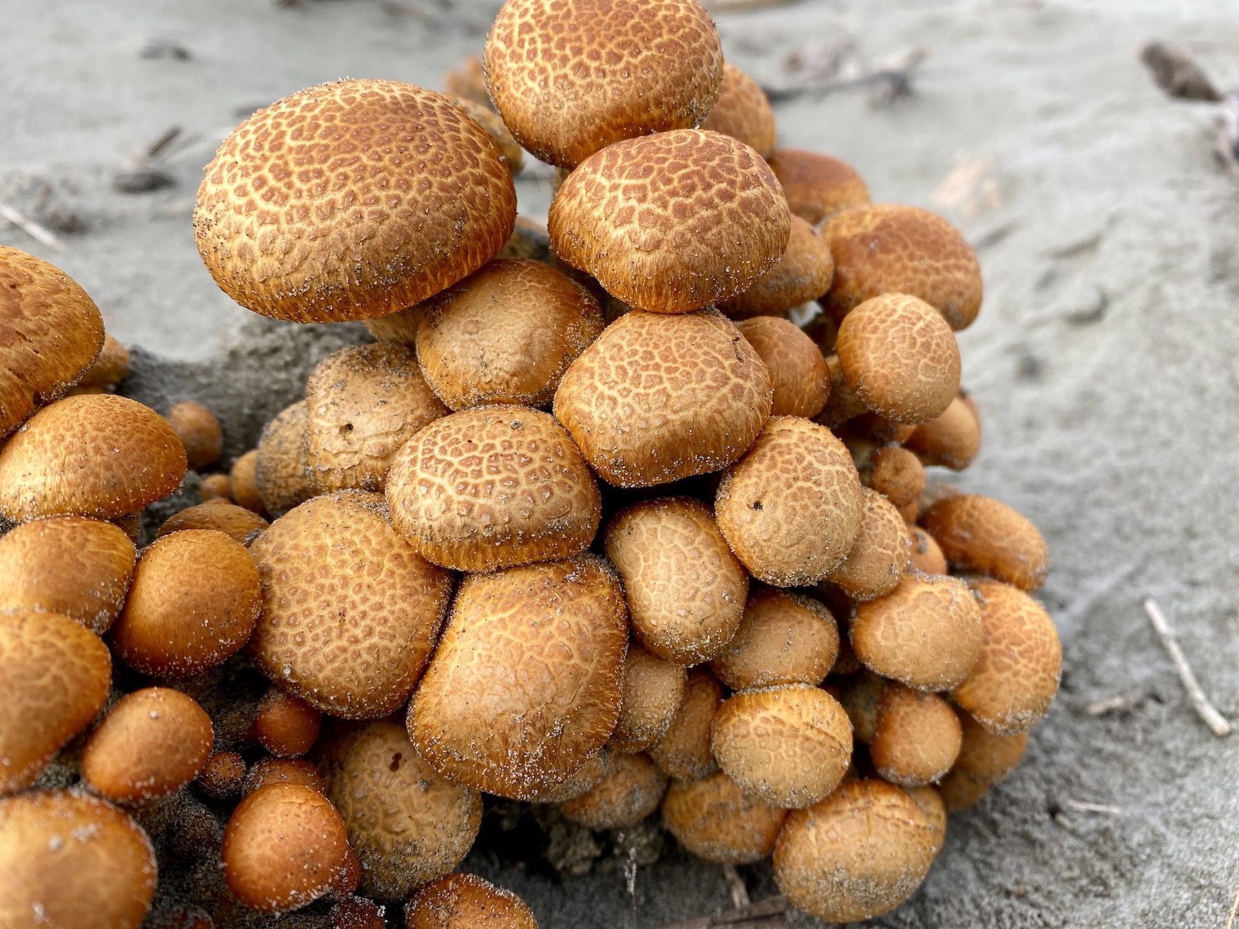 Close up side-on view of a small tower of orange fungi. 