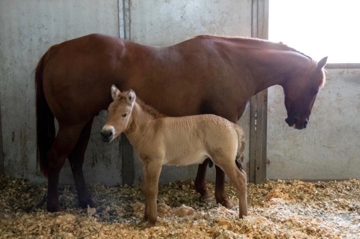 Kurt the foal and his surrogate mother. 