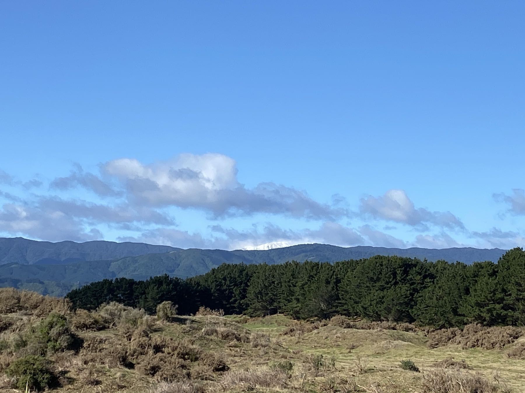 Distant snowclad peak across the paddocks under a blue sky. 