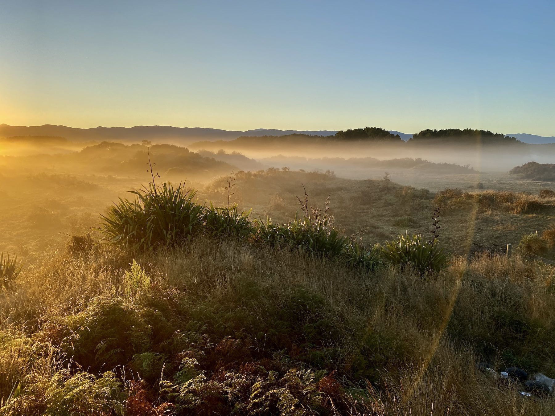 Golden tinged mist above paddocks. 