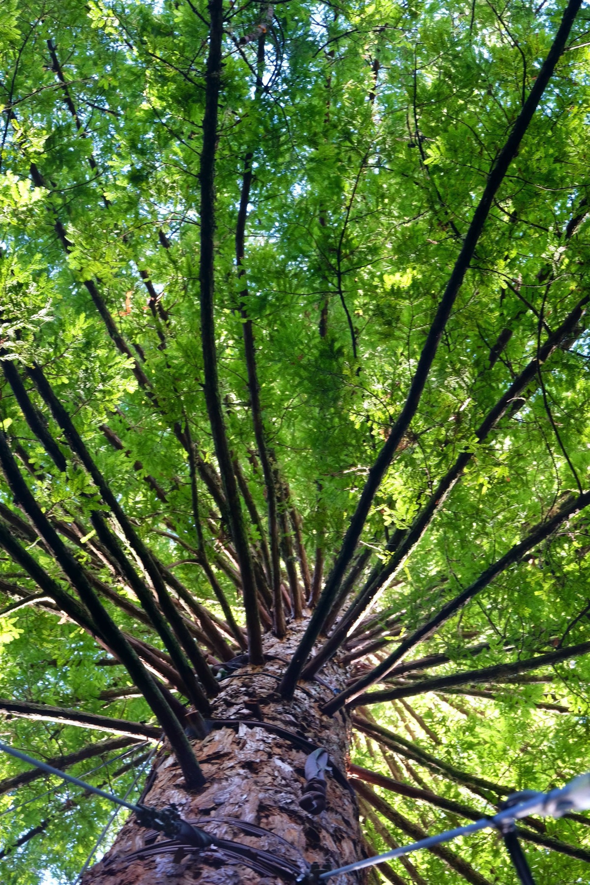 Looking straight up the trunk of a redwood. 