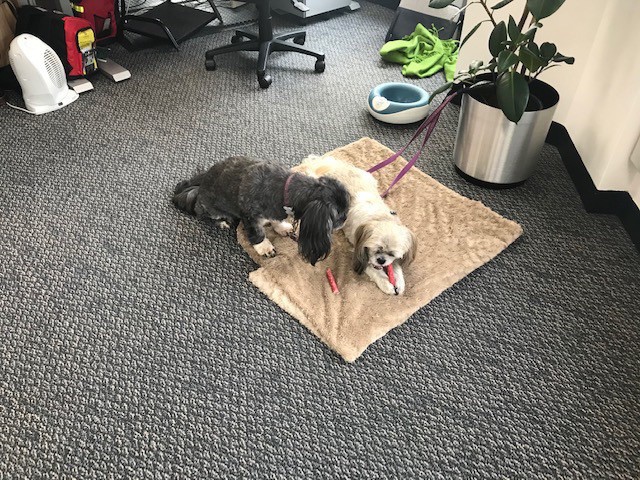 Two small dogs on a rug on an office floor, chewing treats. 