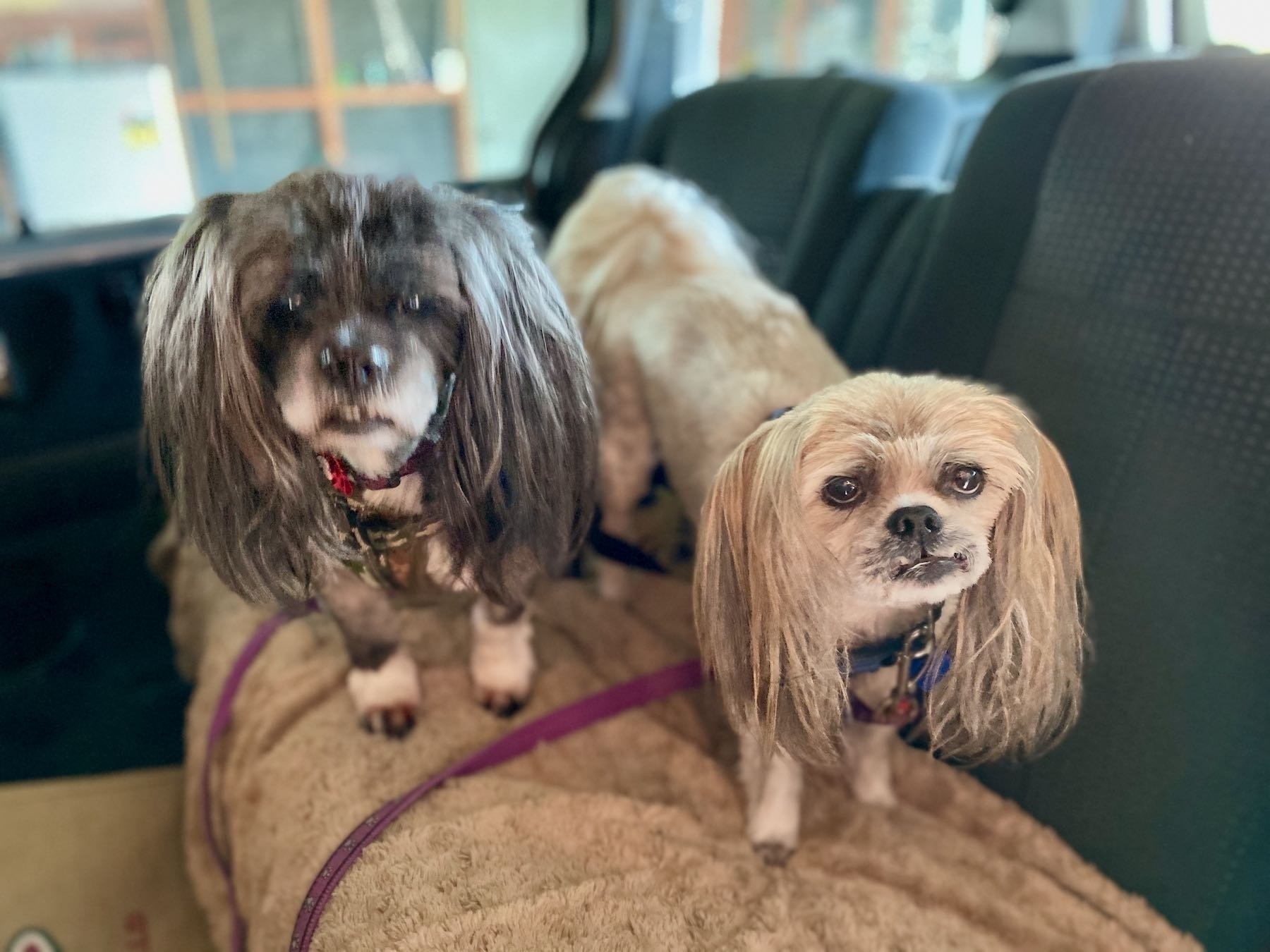 Two small dogs in the car, looking at the camera. The black dog is out of focus.