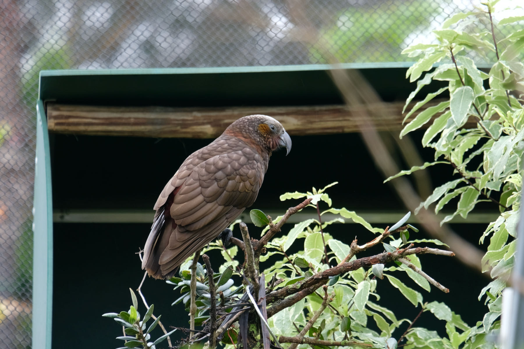 Large brown bird in an aviary. 