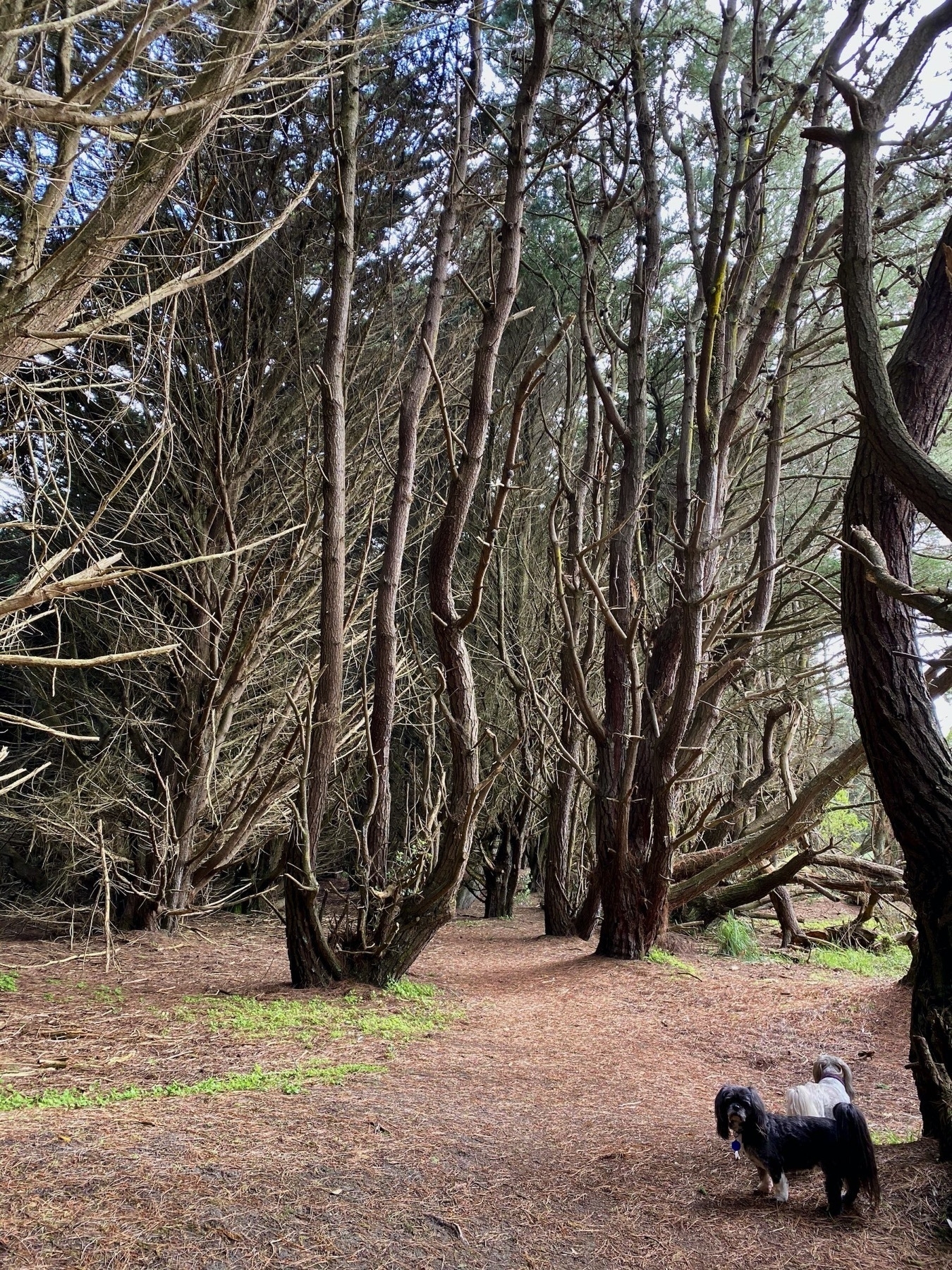 Trees, needles, two small dogs. 