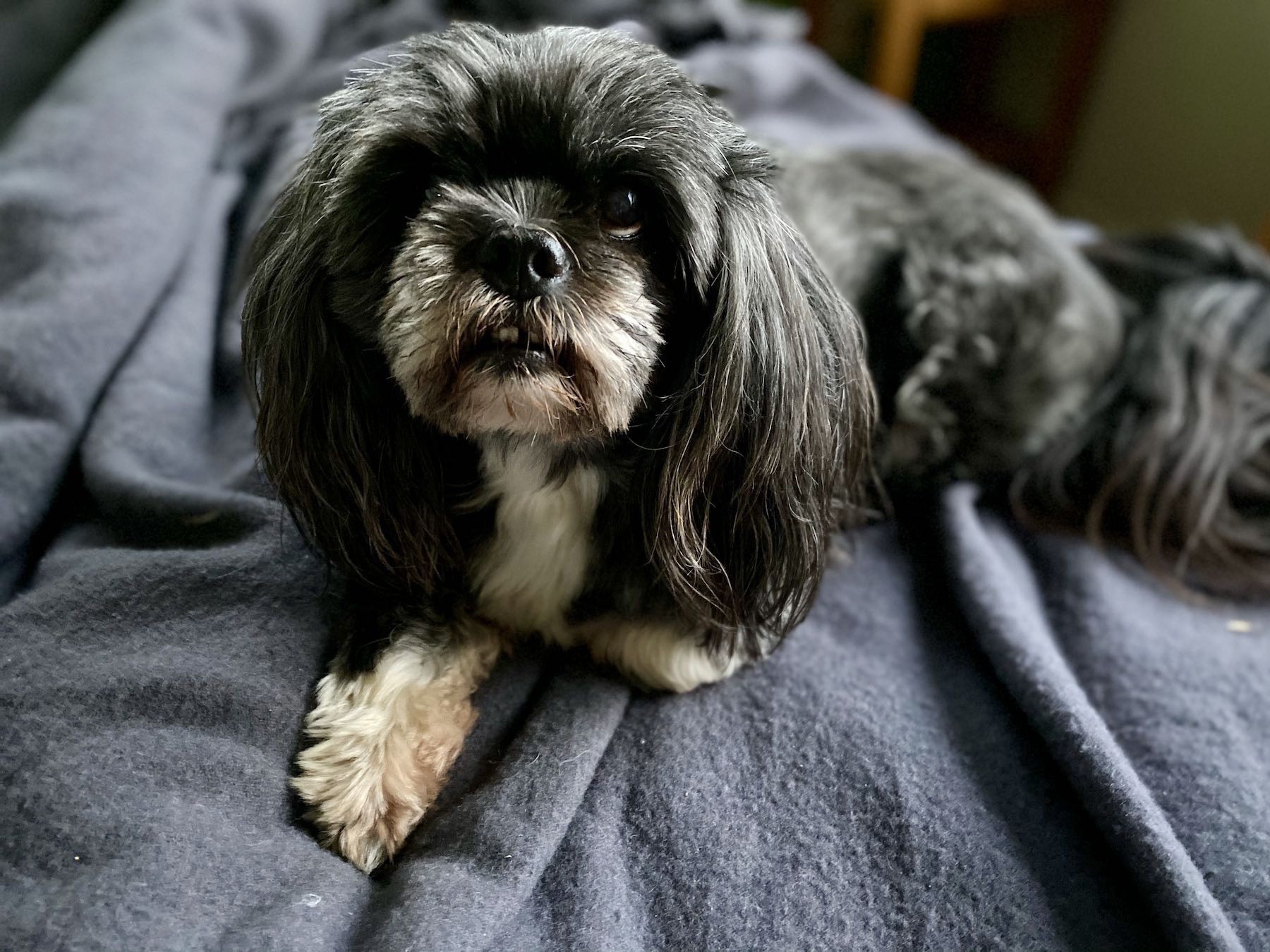 Small black dog with white front paws on a grey background. 