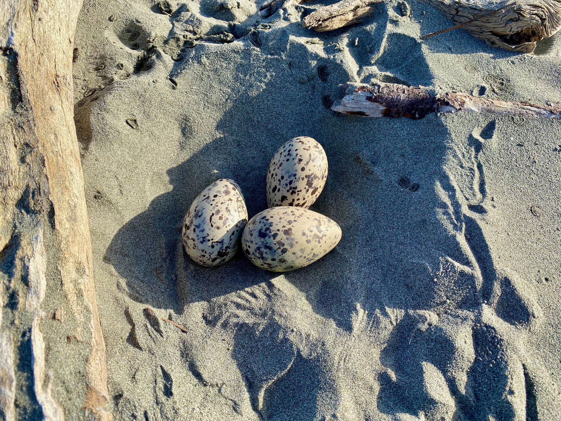 3 eggs in a scrape in the sand. 