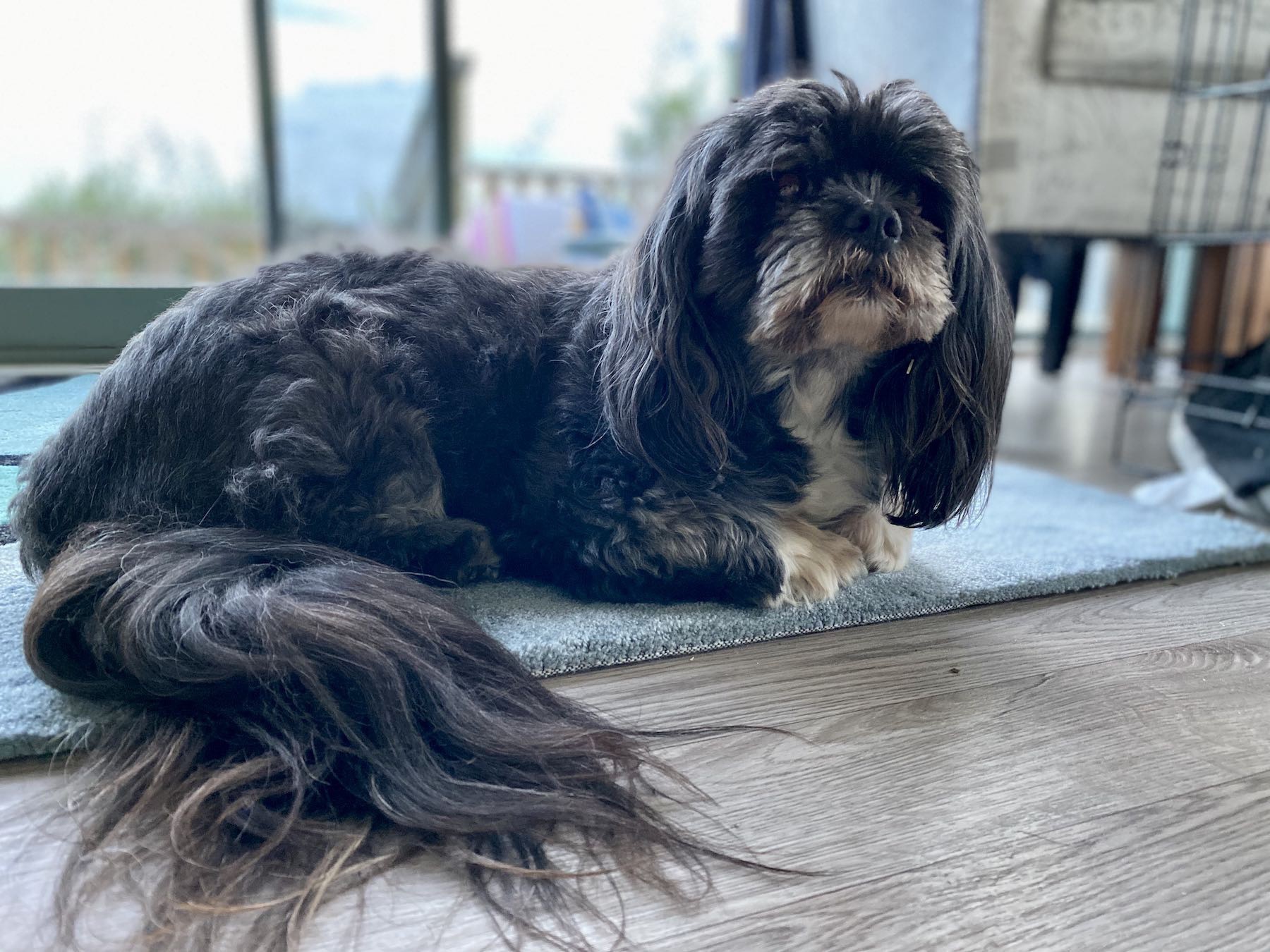 Small black dog on a rug. 