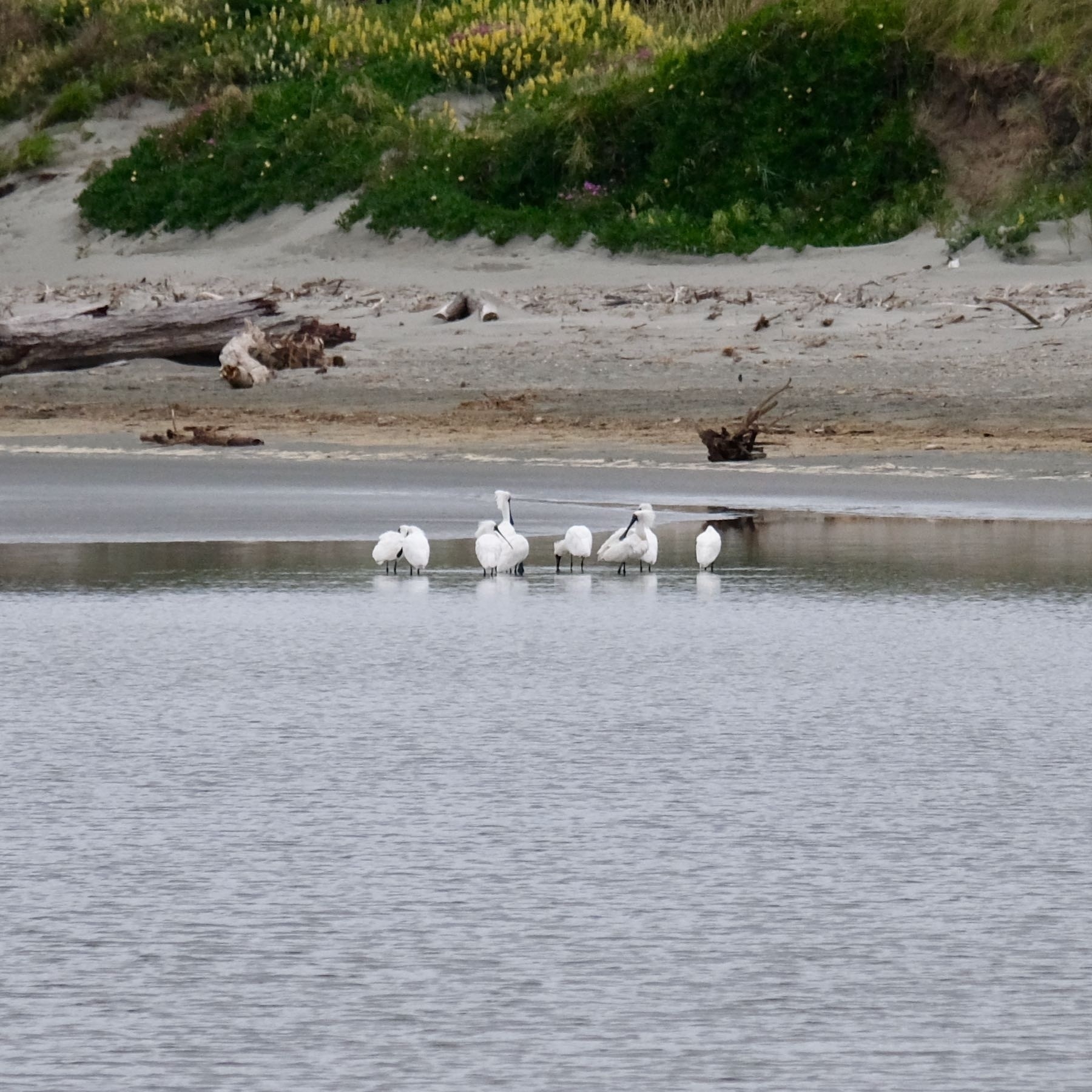 9 large white birds in shallow estuary water. 