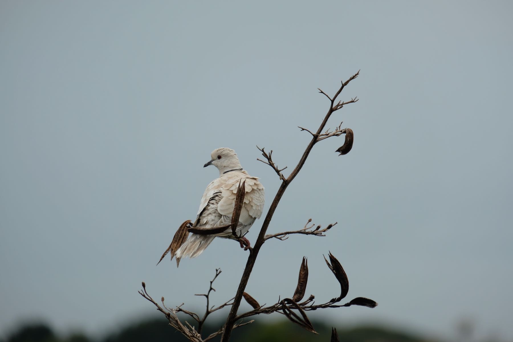 Dove on a flax spear, with its head turned behind it. 