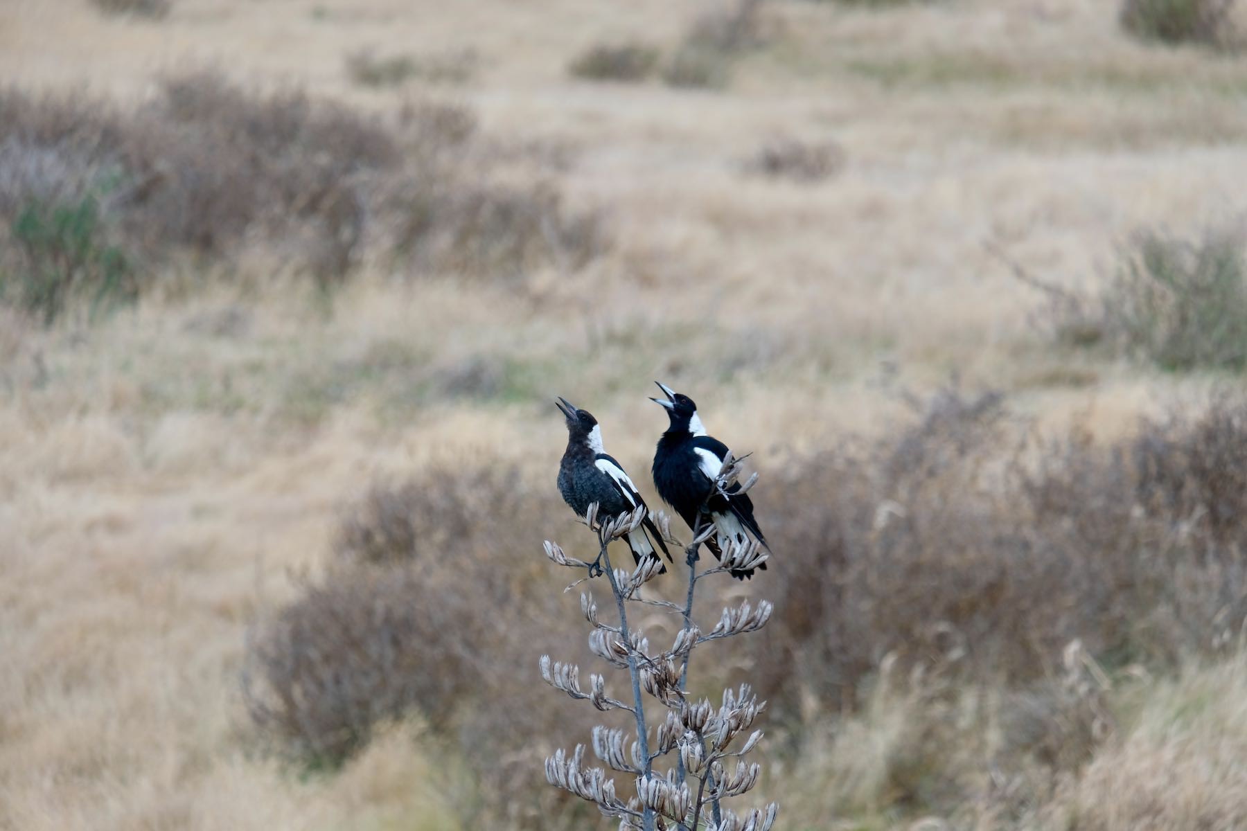 Two magpies side by side with beaks open. 