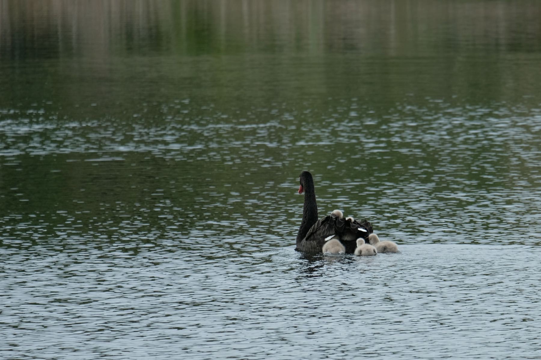 Two cygnets have climbed on to mum. 