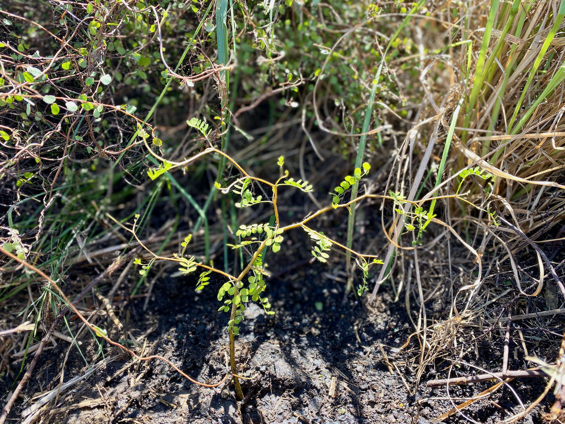 Tiny tree with almost stringy branches and green leaves. 