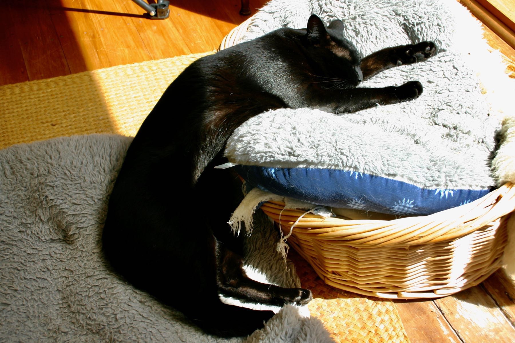 Relaxed cat draped between the floor and a basket with a rug in it. 