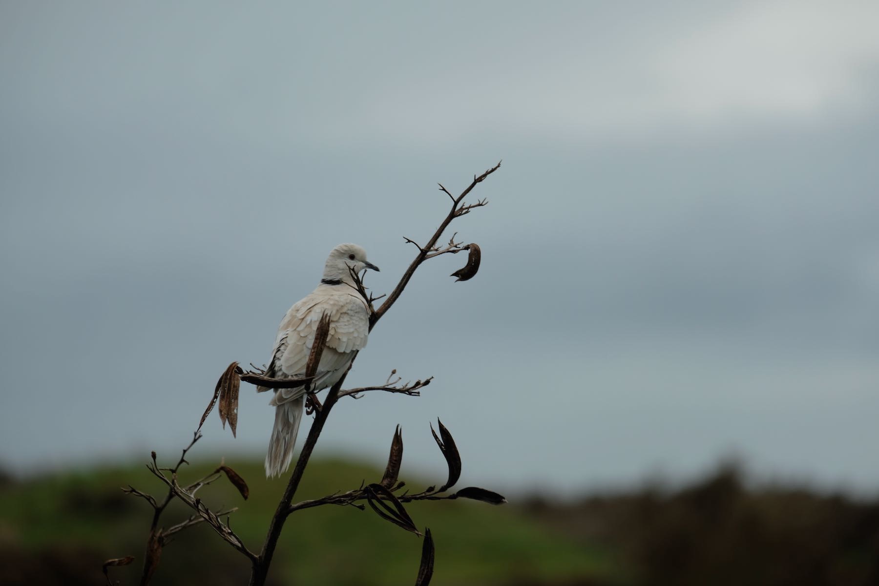 Dove on a flax spear with grey sky behind. 