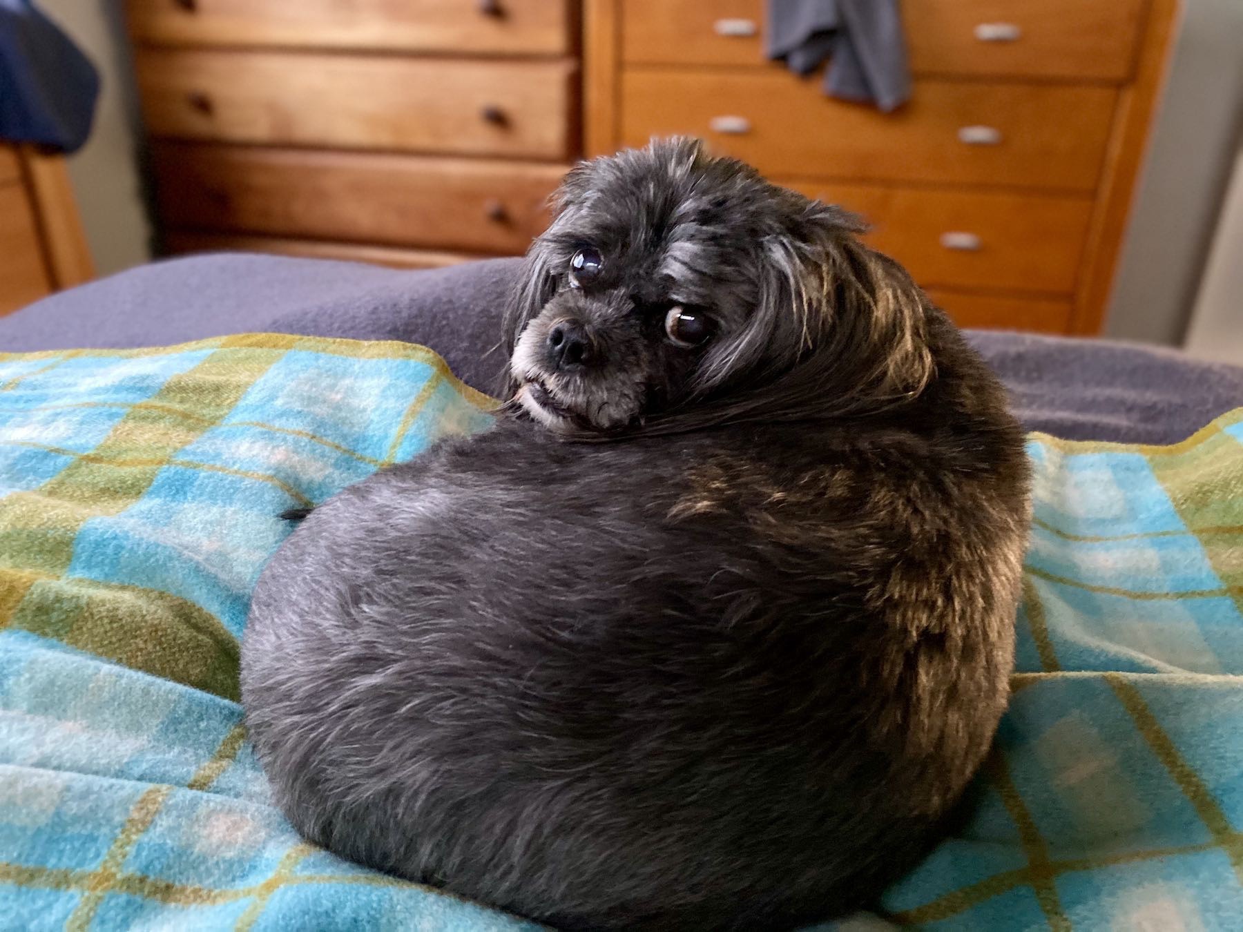 Black dog curled up on the bed, looking back over her shoulder at the camera. 