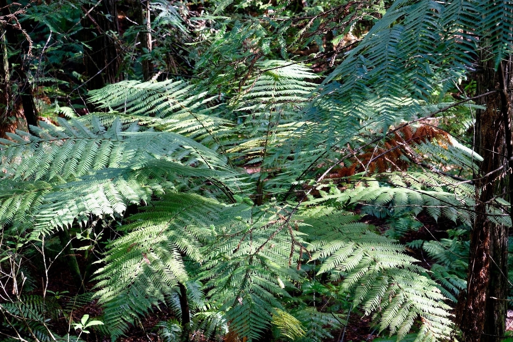 Tree fern from above. 