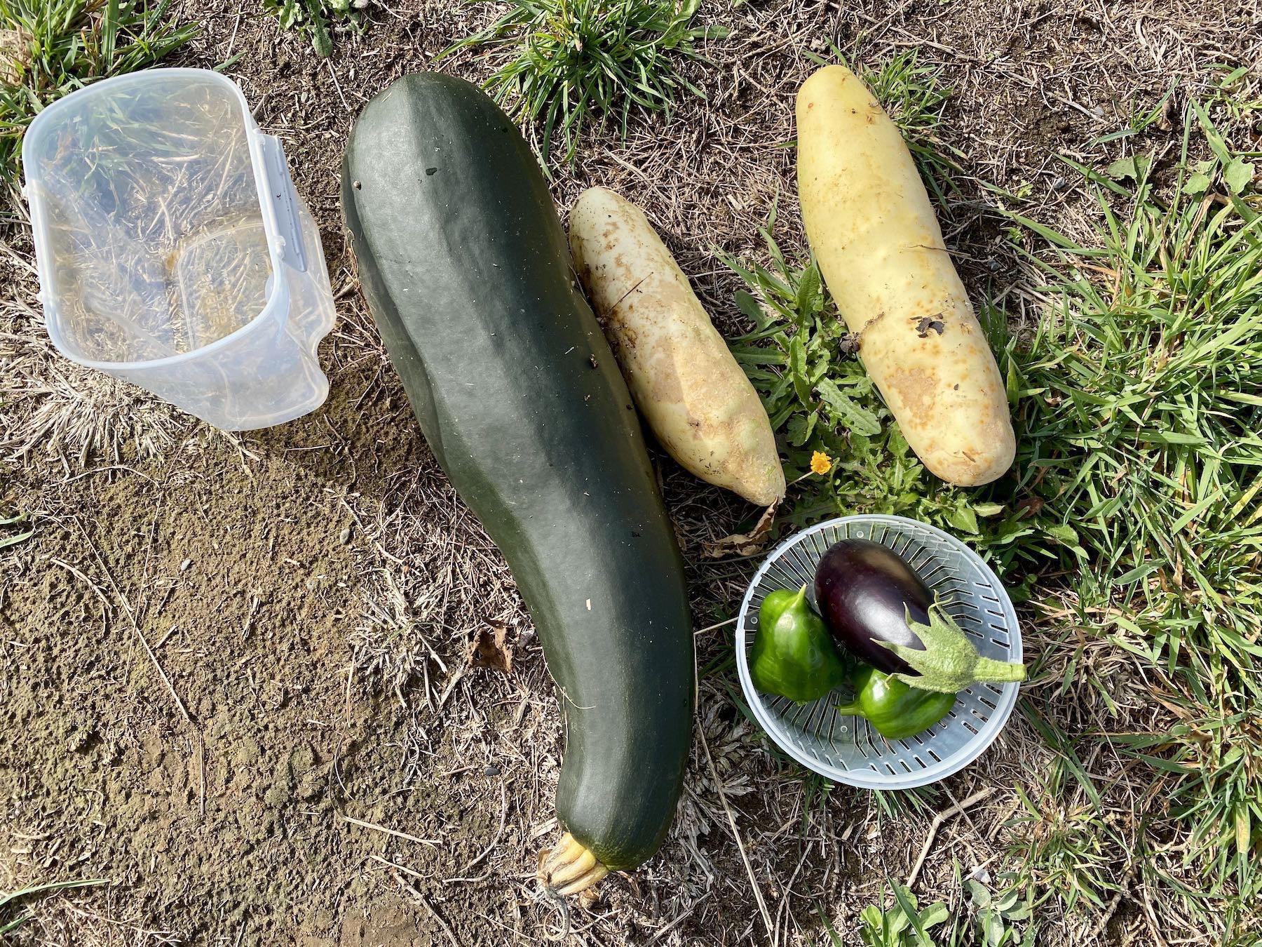 Picked marrow, cucumbers, capsicums and a small aubergine. 