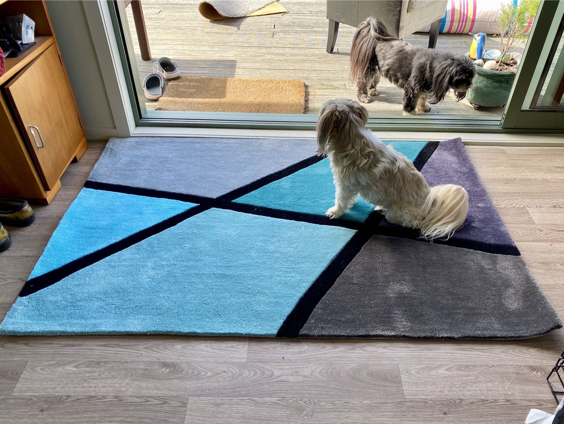 Small pale dog on a multicoloured rug. 