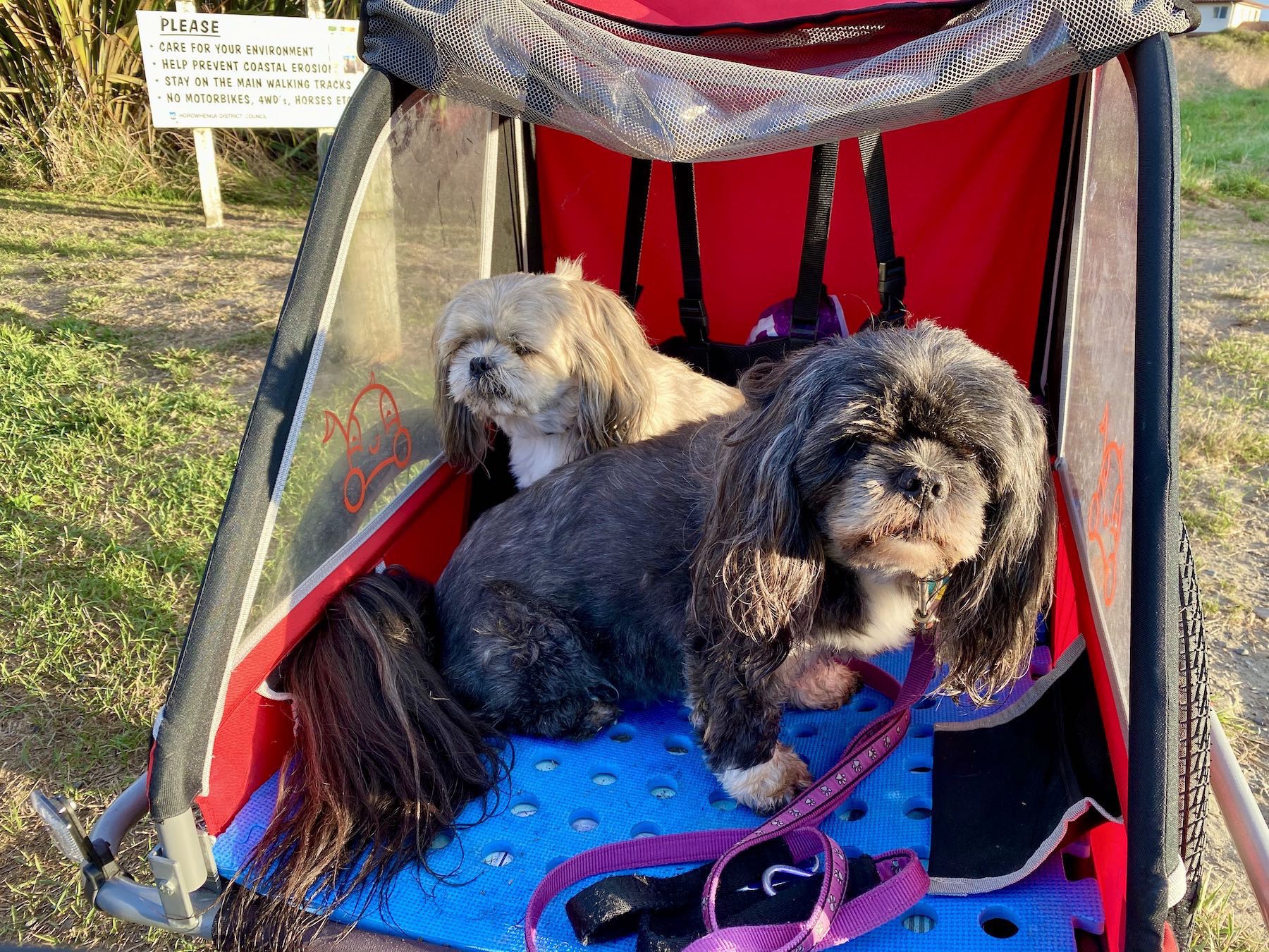 Two small dogs in a bicycle trailer. 