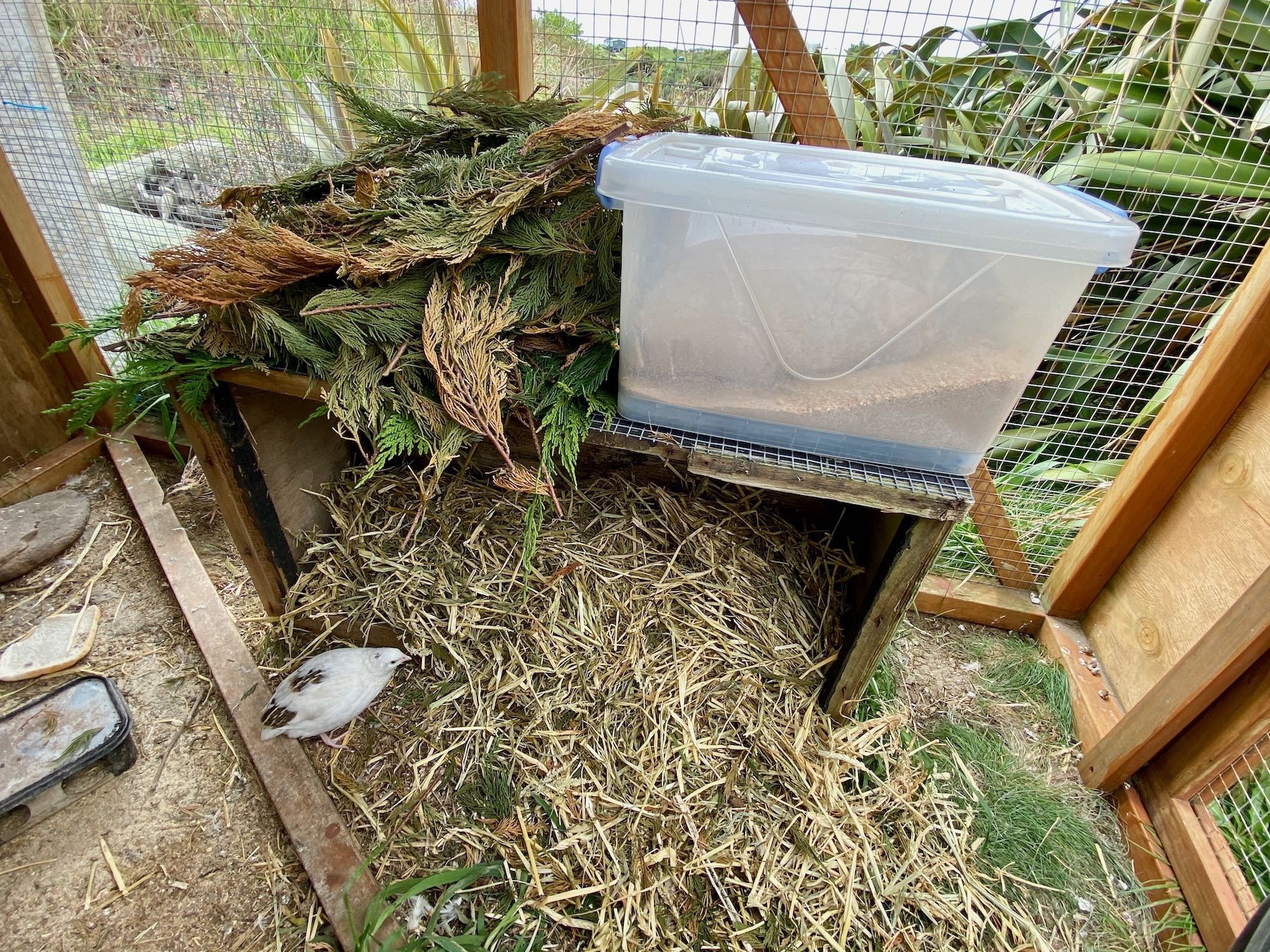 Taller box with straw inside and macrocarpa twigs on top, also a white plastic box of food on top. 