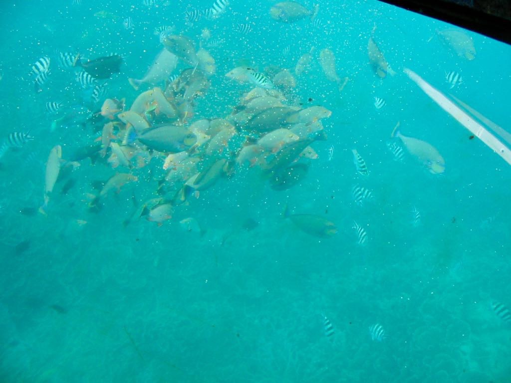 A swarm of tropical fish as seen from the sub. 