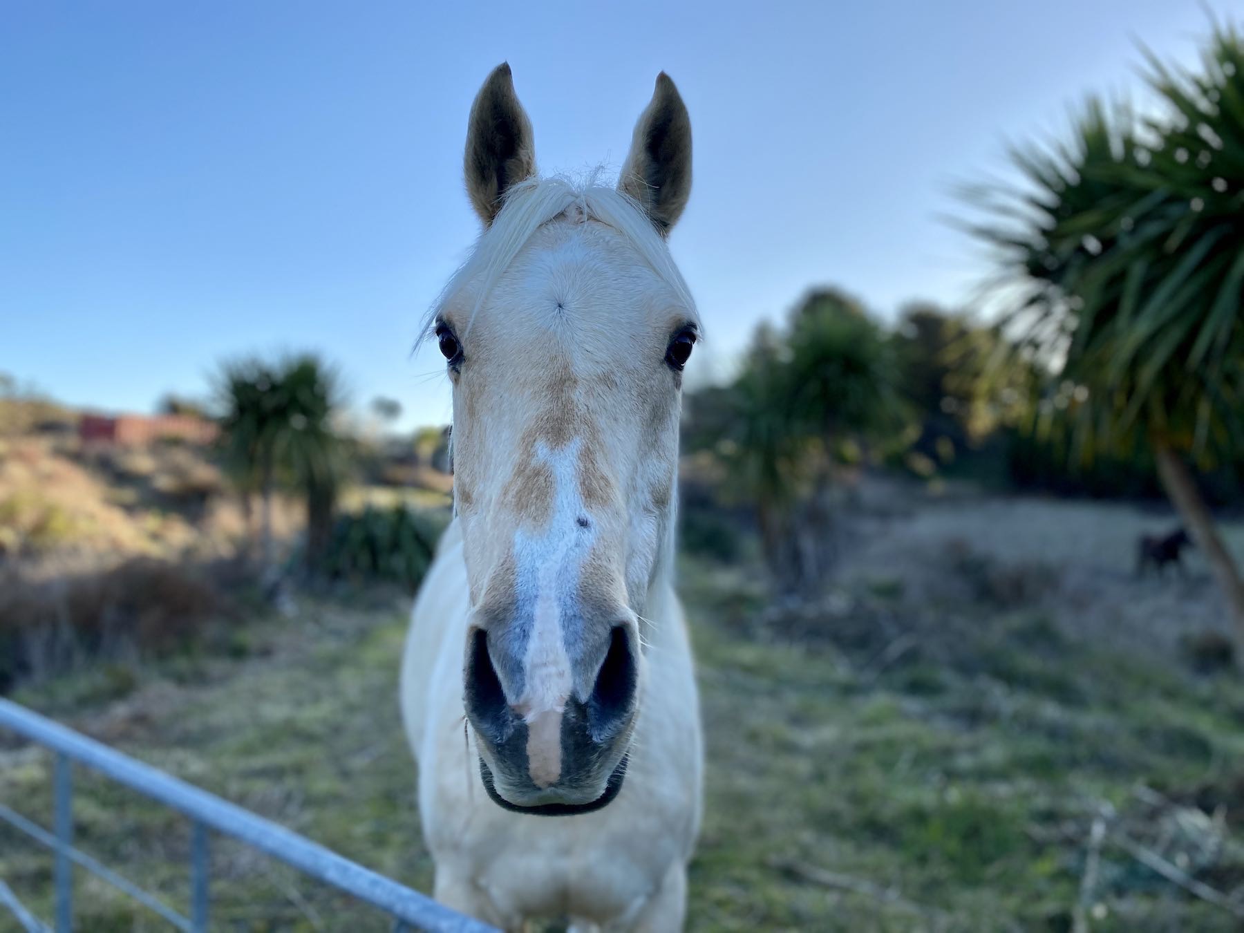 Front view of head of a white horse. 