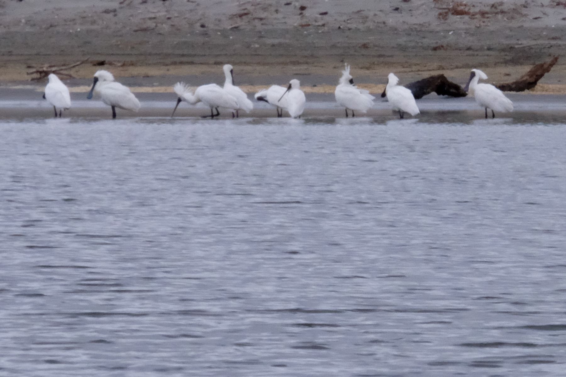 9 large white birds in shallow estuary water.  Zoomed in a bit more.  