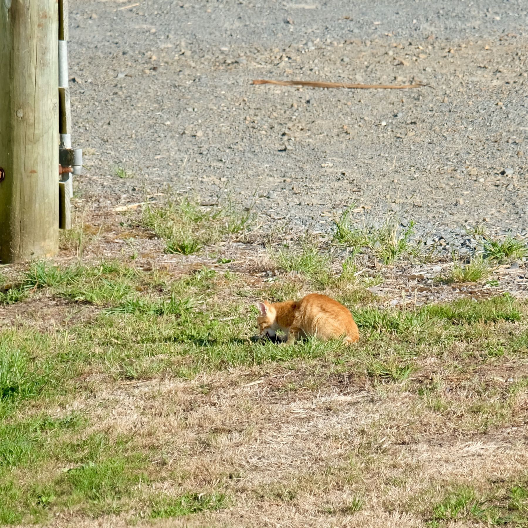 Ginger cat eating a catch. 