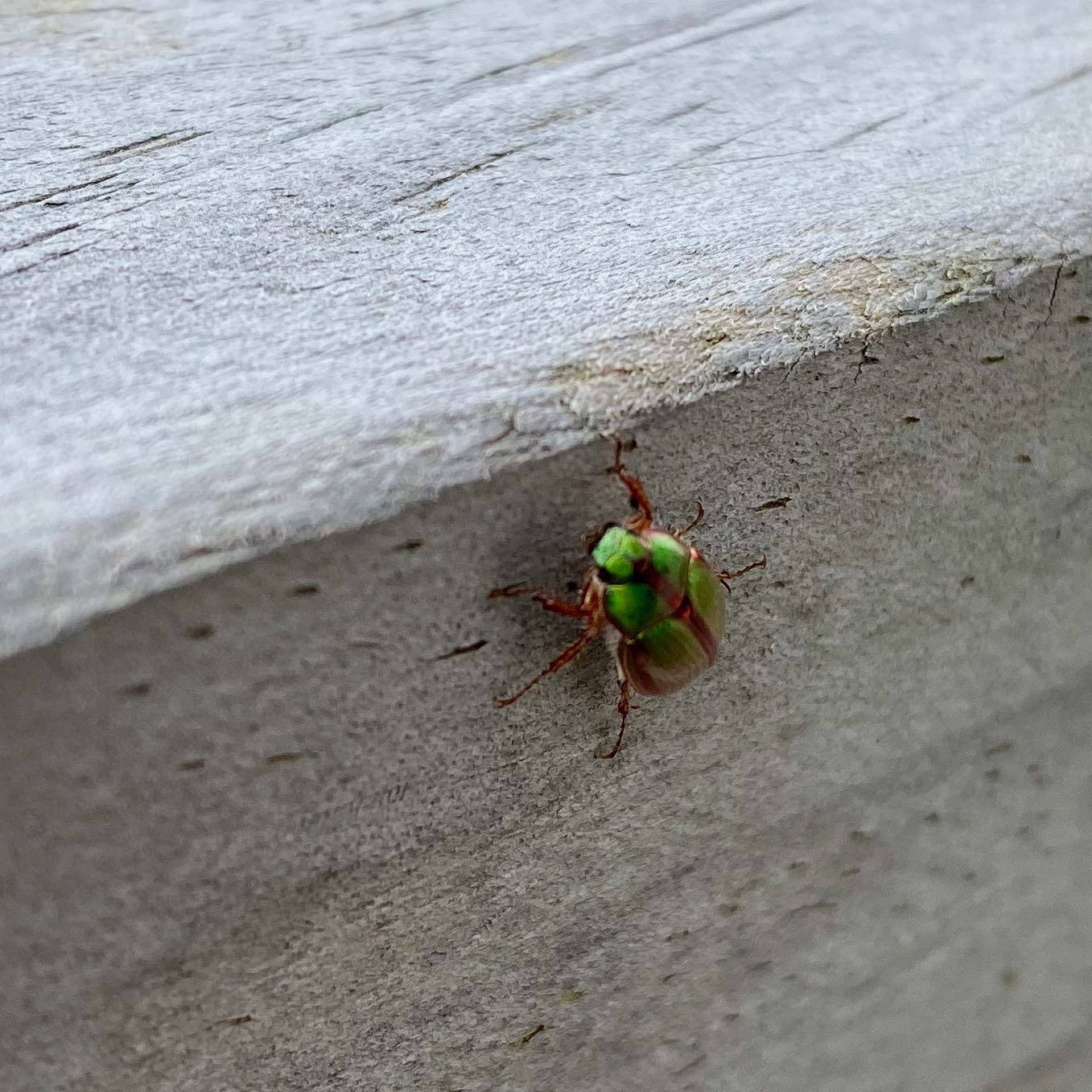 Bright green beetle on a wooden railing, another view. 