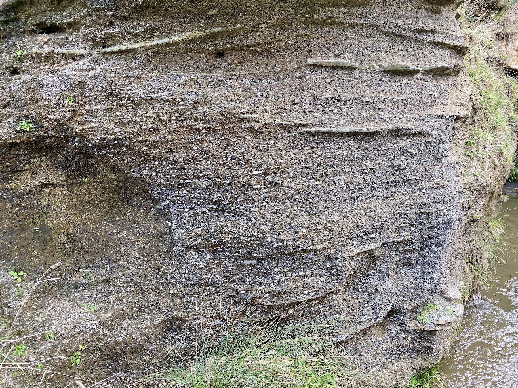 A layer of shells metres deep beside the waterfall. 