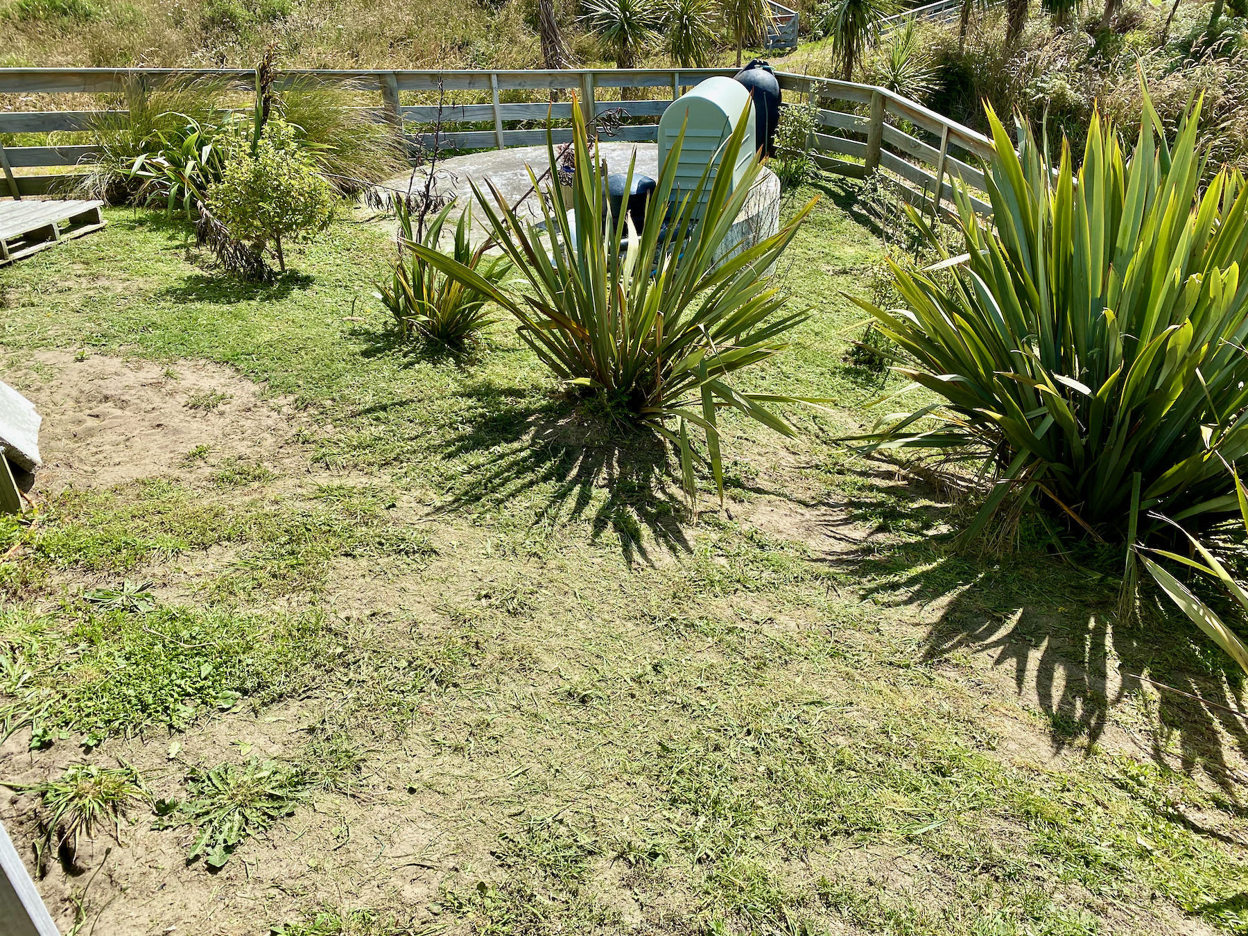 Several small flax bushes in a grassy yard. 