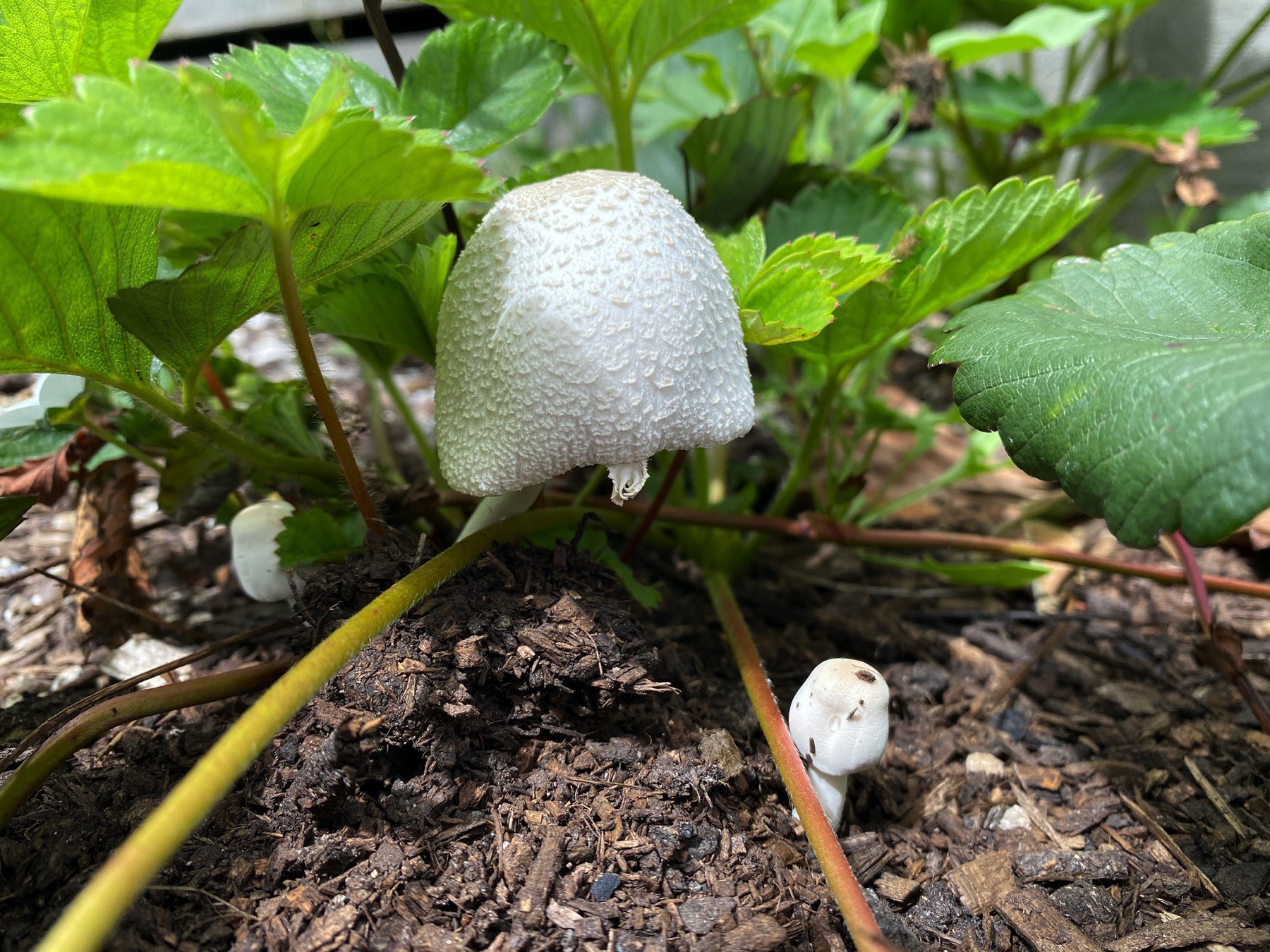 White fungi, side view. 