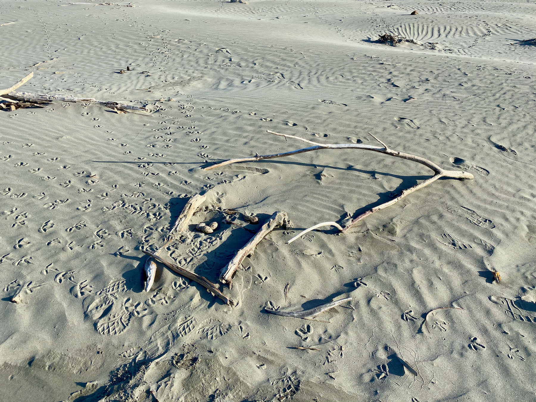 Oystercatcher nest with driftwood. 