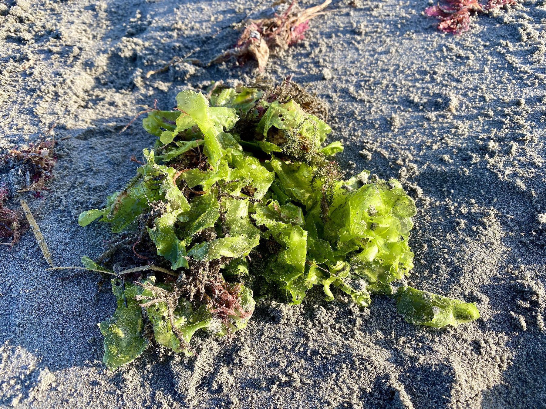 Small green seaweed. 