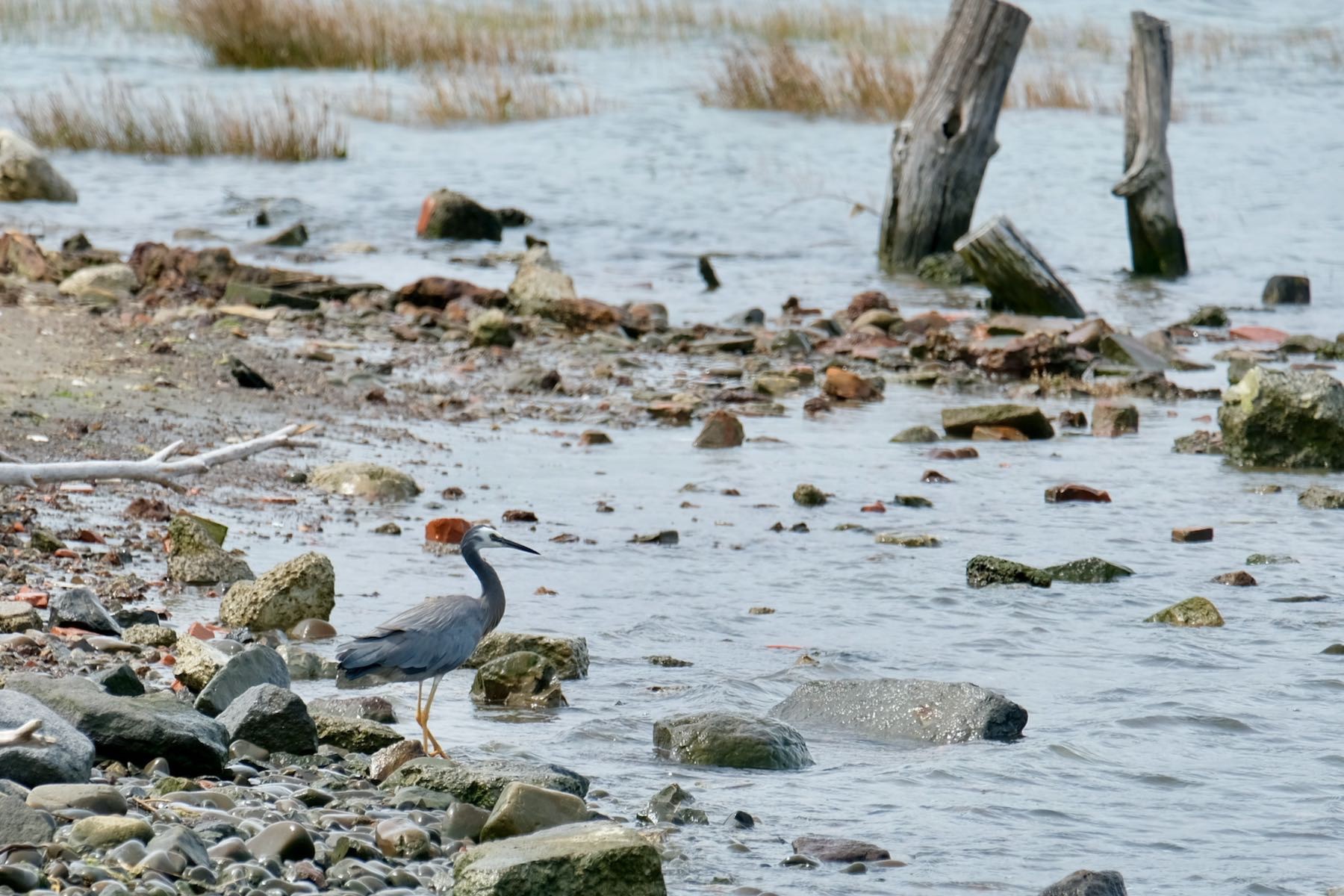 Bird at the edge of the water. 