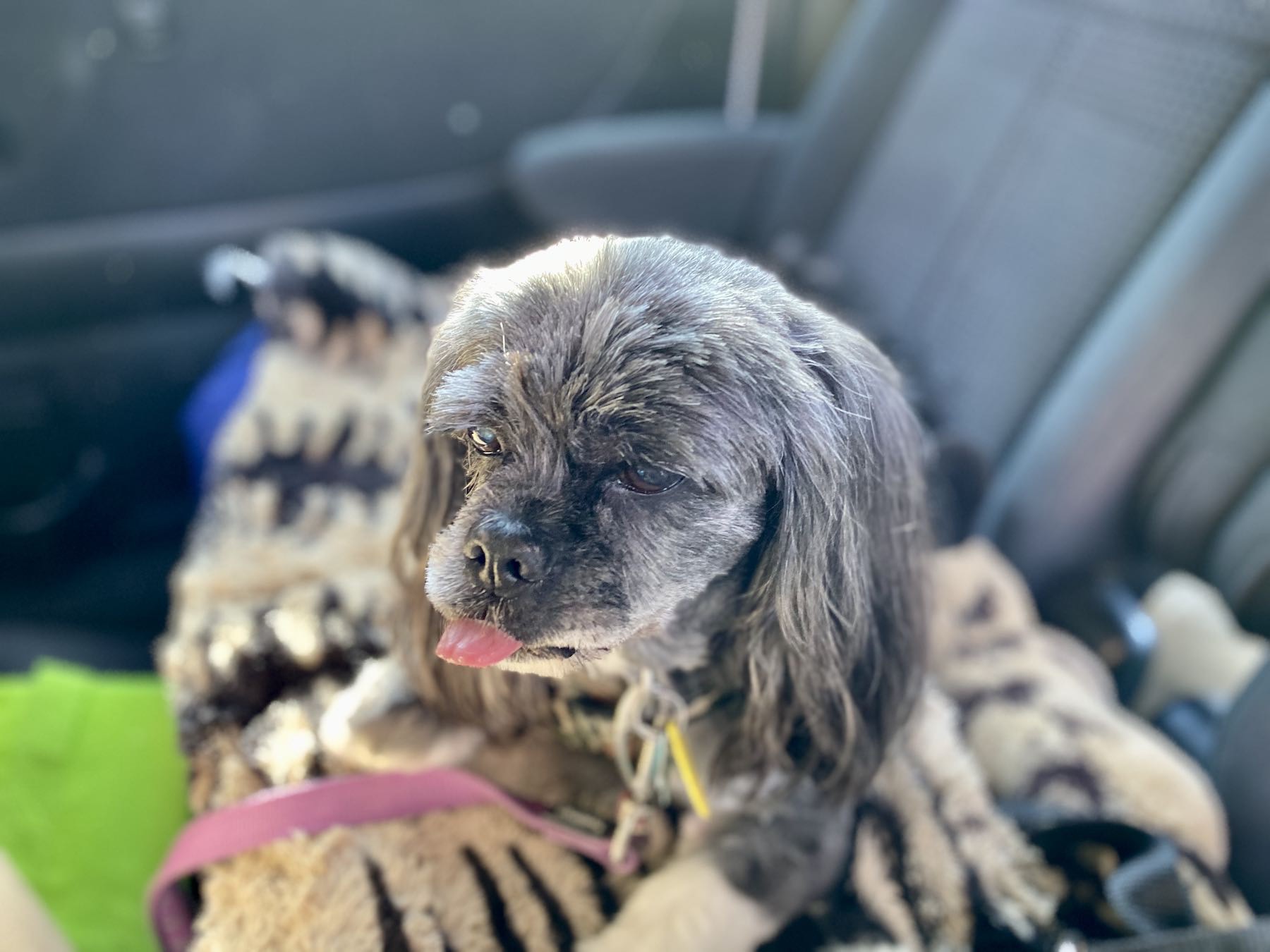 Small black freshly-groomed dog sticking her tongue out. 