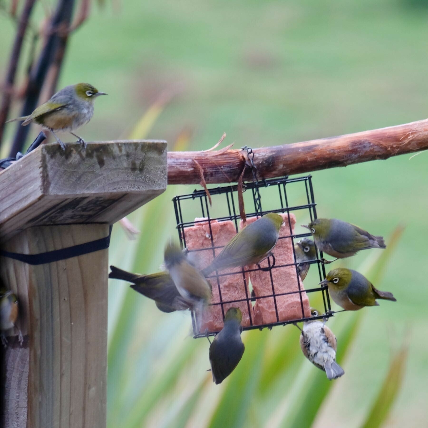 Closer view of numerous birds at the feeder. 